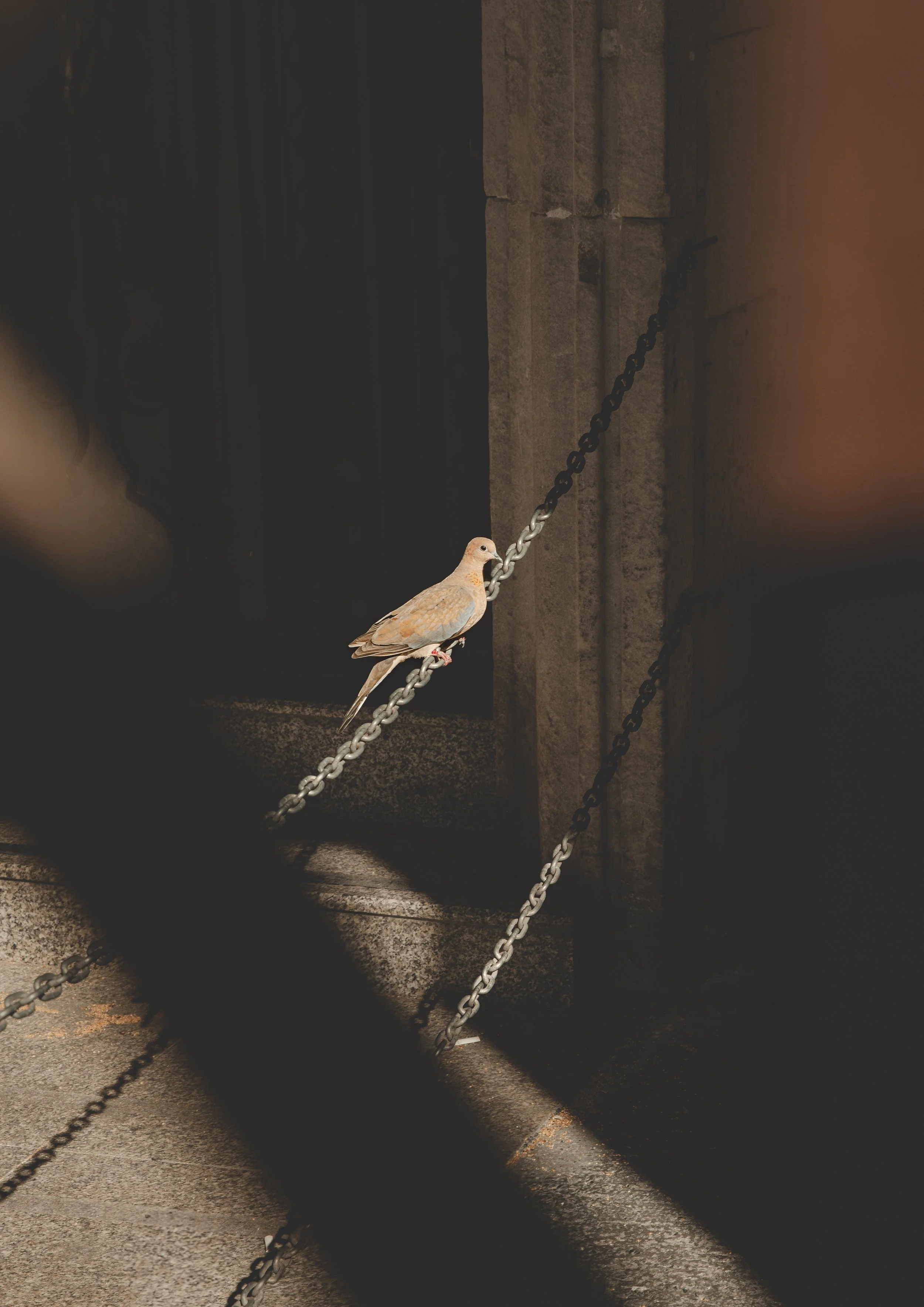 44 Pigeon Istanbul.jpg