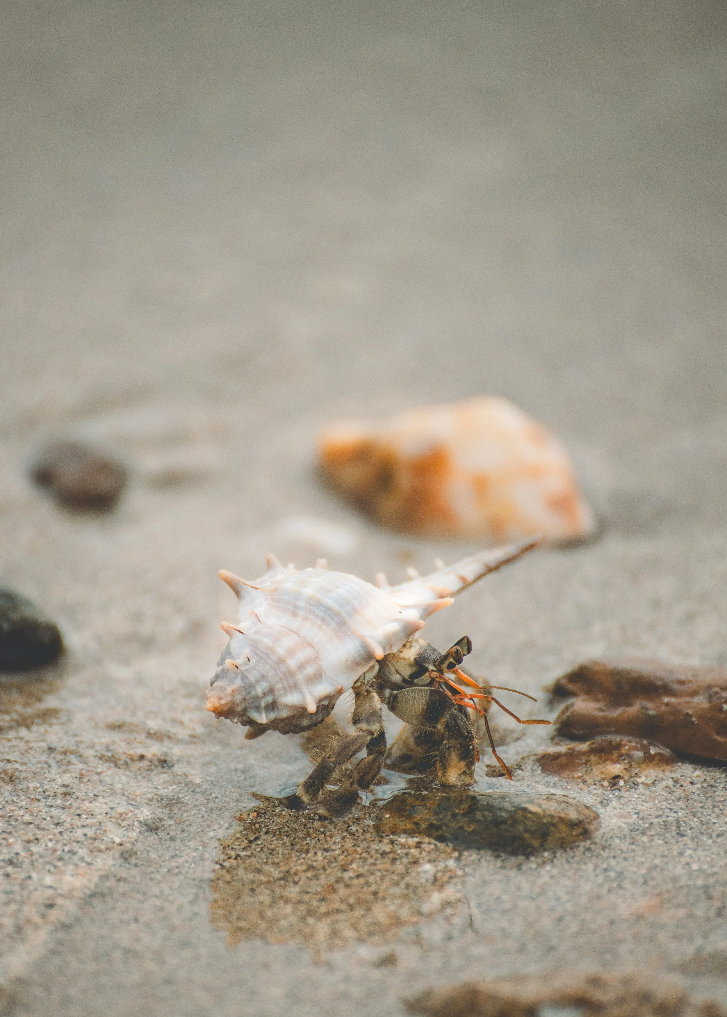 14 Shell crab.jpg