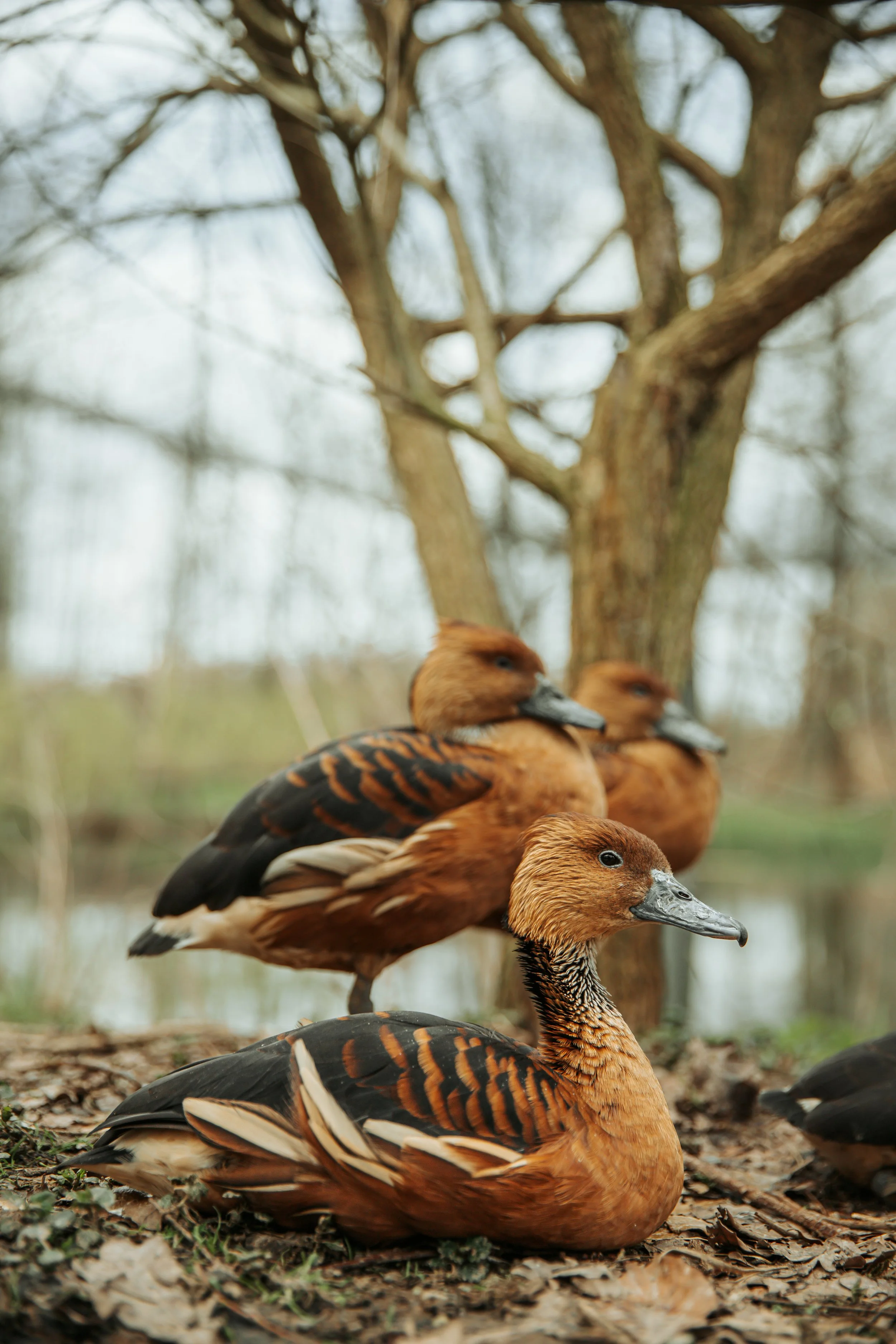 15 whistling duck.jpg