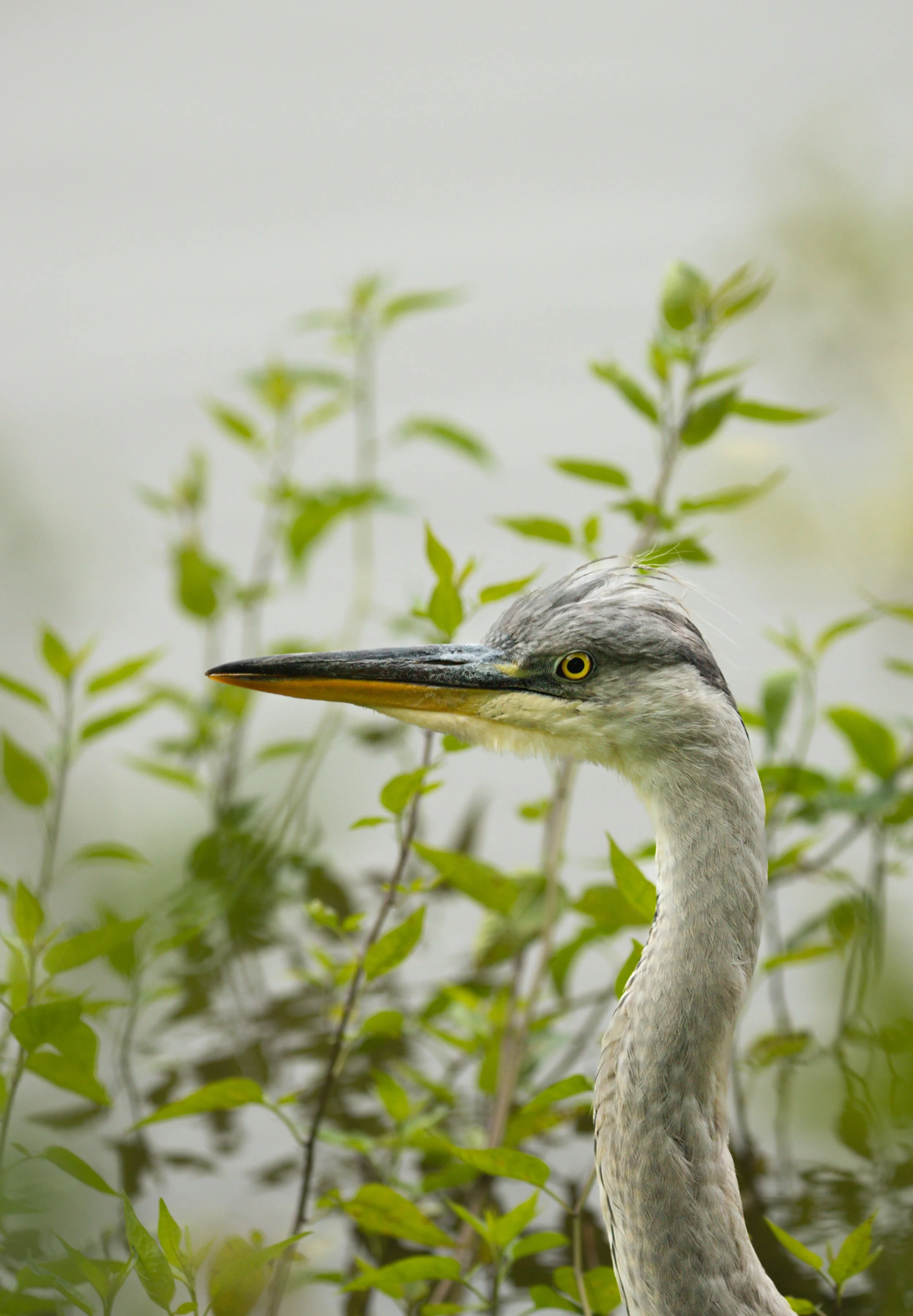 19 Heron head-0479.jpg