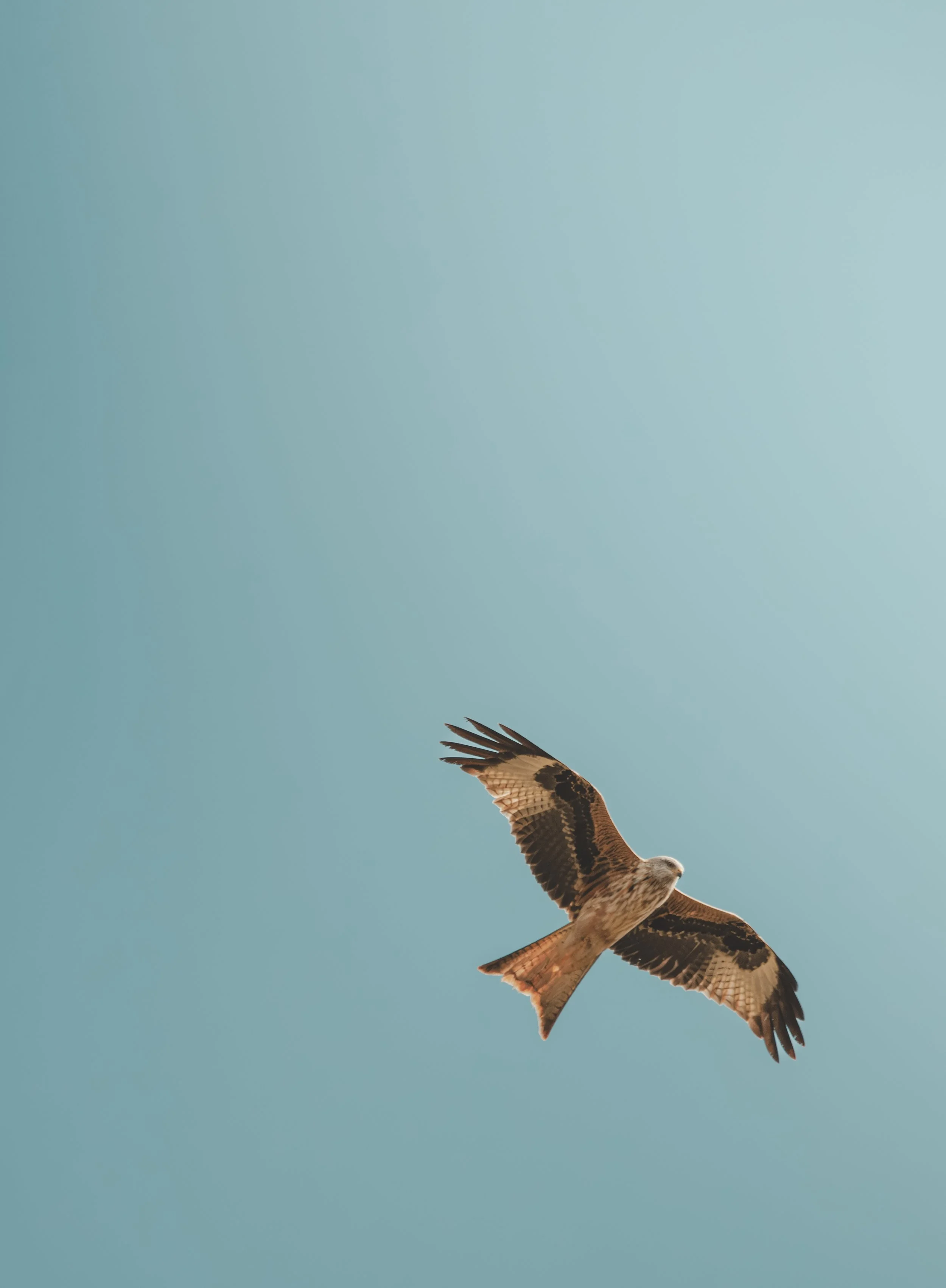 11 Kite in flight.jpg