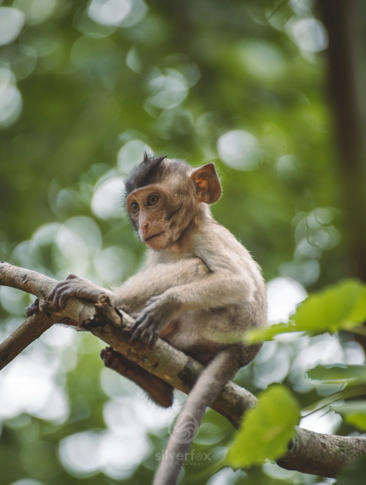 1 Angkor Monkey.jpg