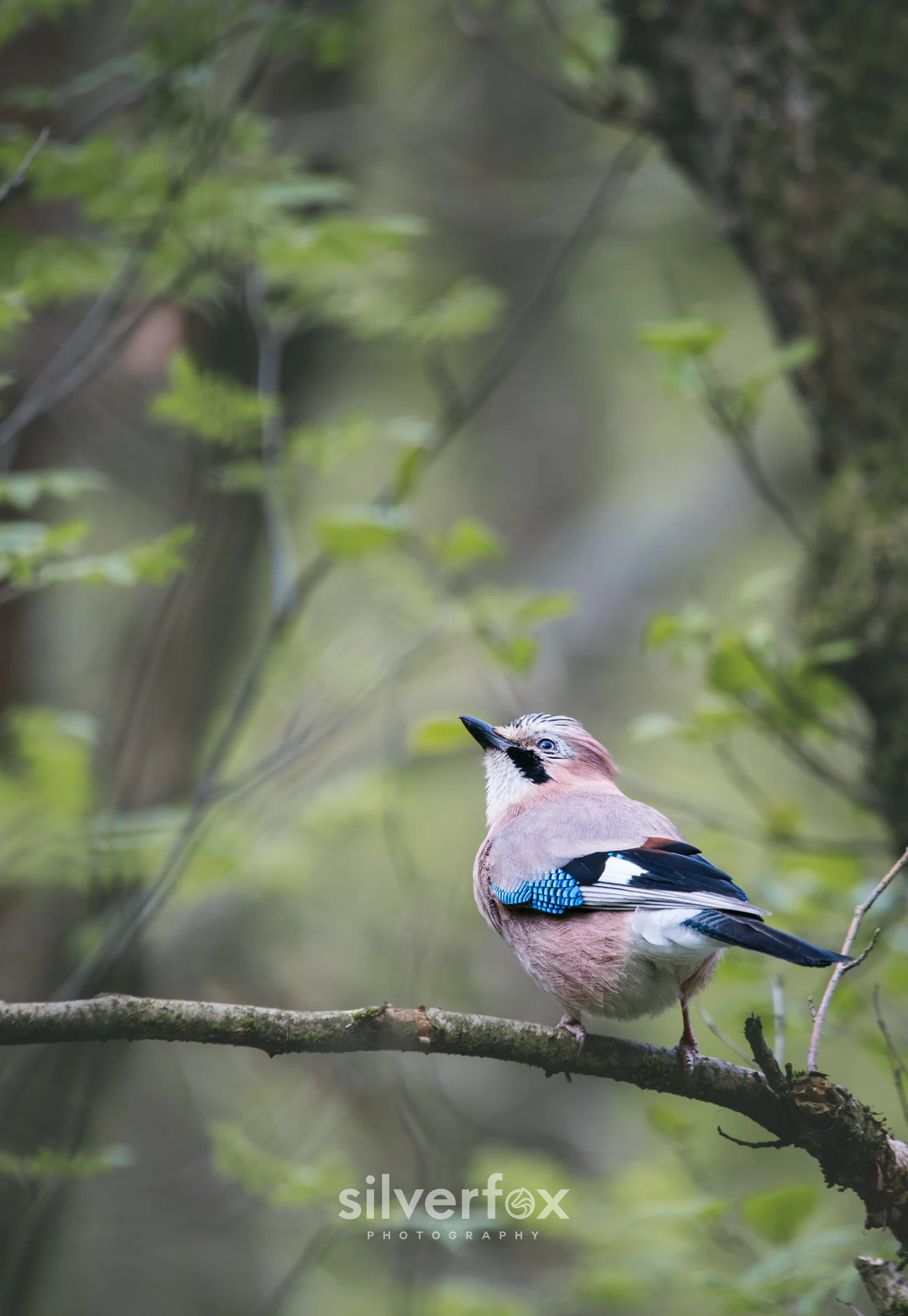 6 Eurasian Jay2.jpg