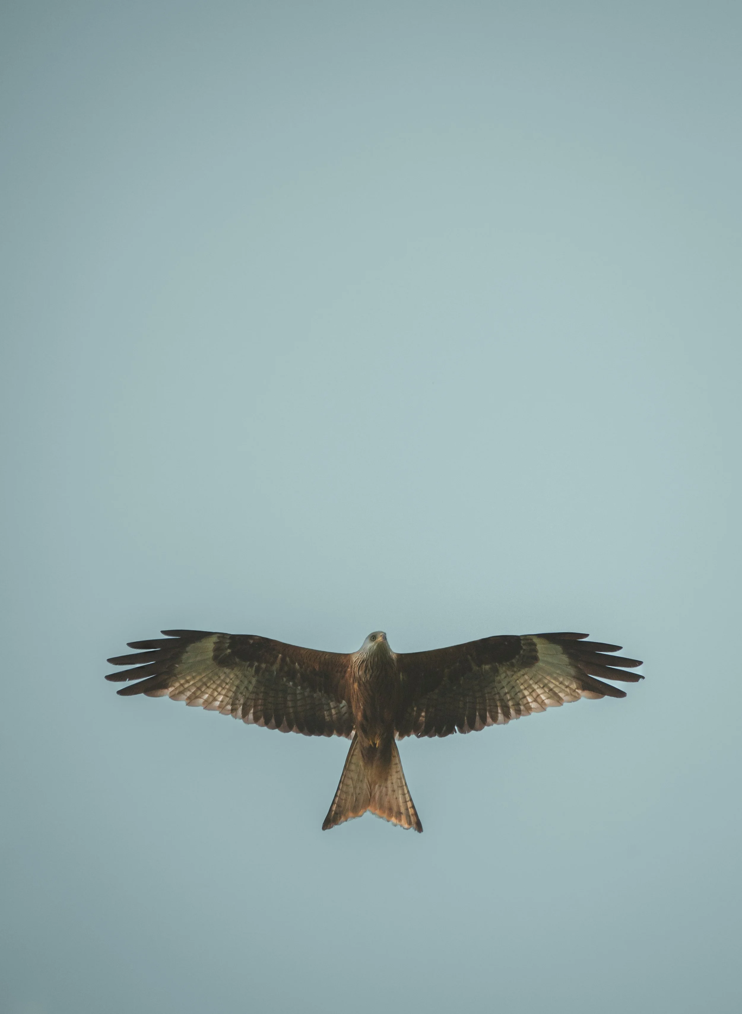 16 Red Kite spread eagle.jpg