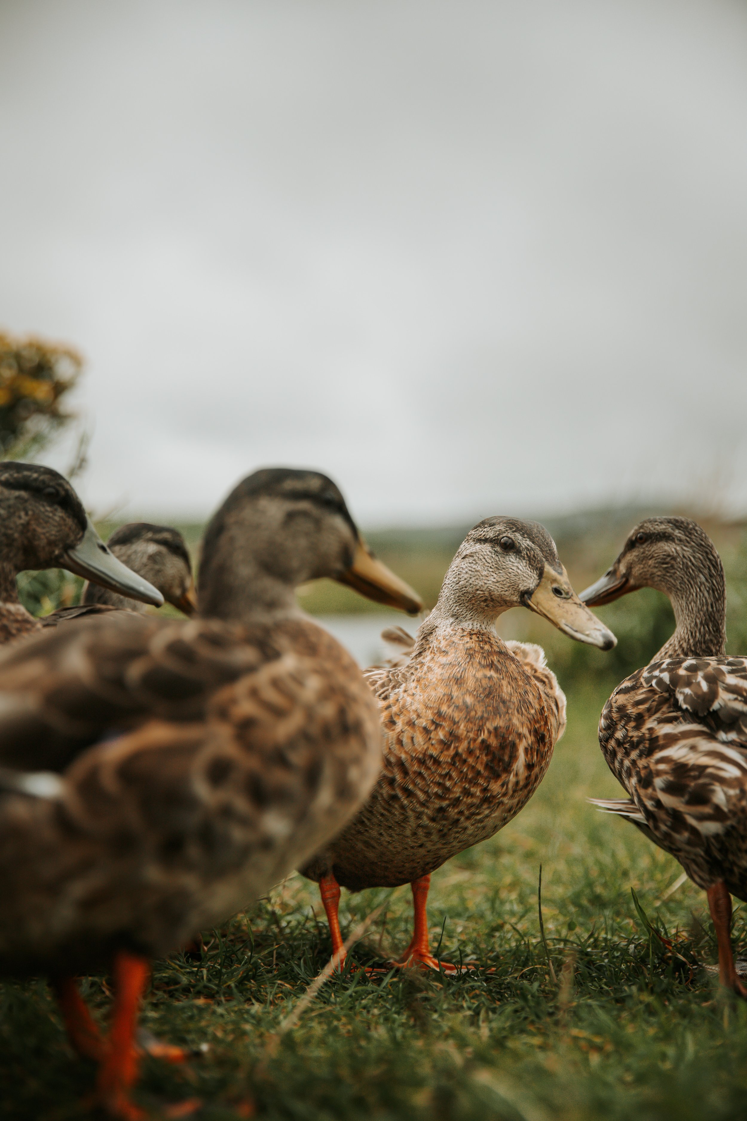 Wildlife & Birds