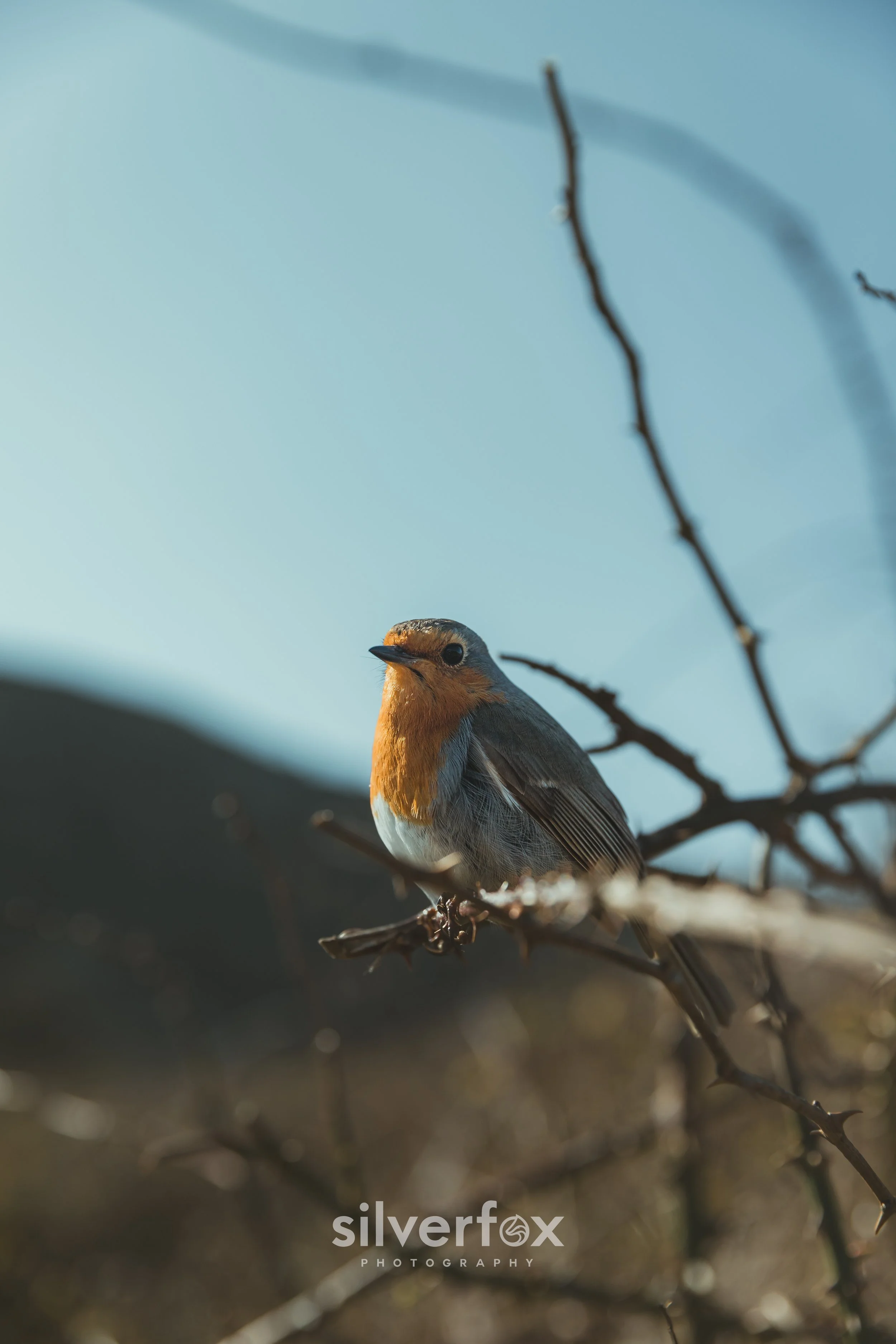 13 Robin bird.jpg