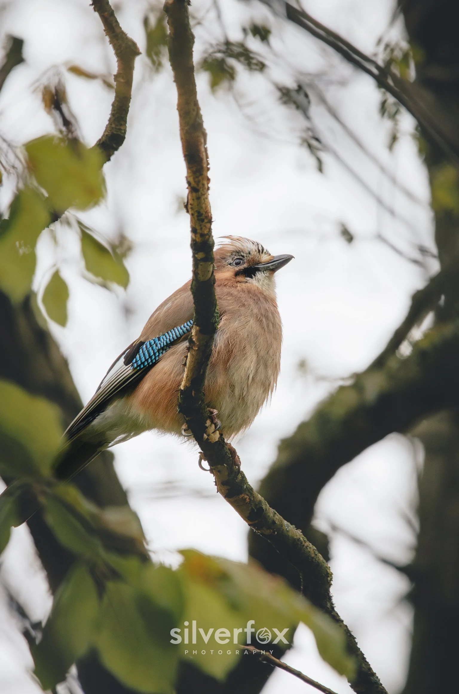 5 Eurasian Jay.jpg