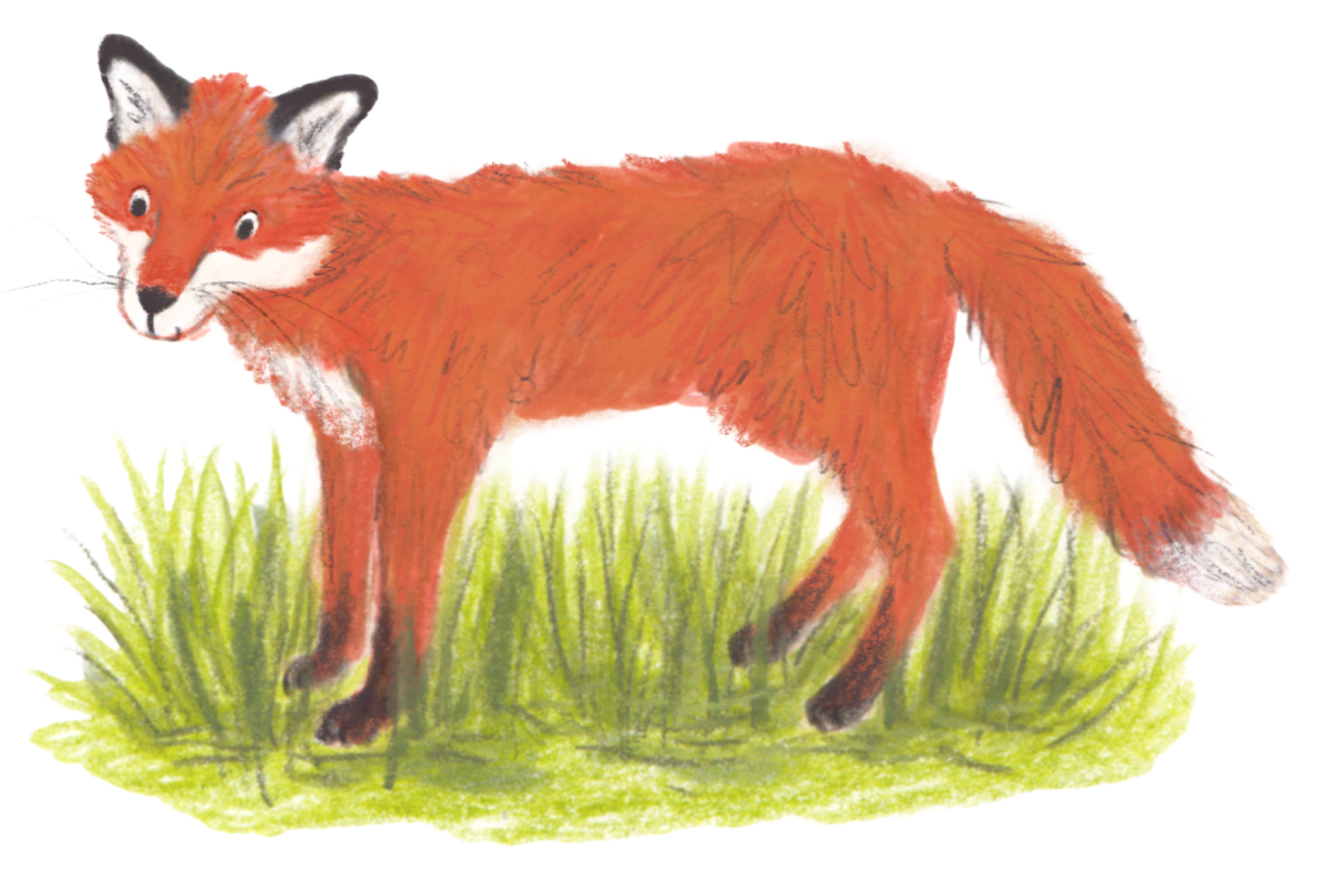 illustration of a fox in some grass. Children's illustration, Scottish illustrator. Picture book illustrator based in Edinburgh, Scotland