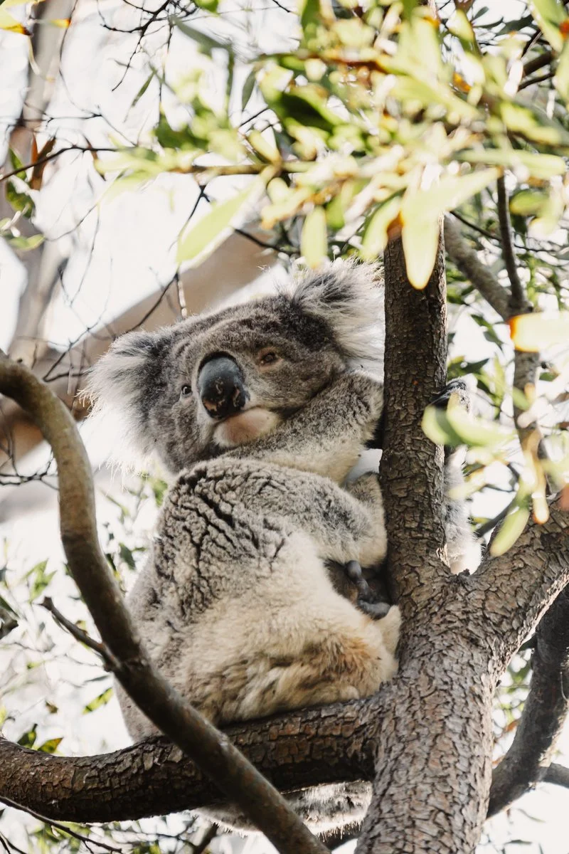Photography Australia