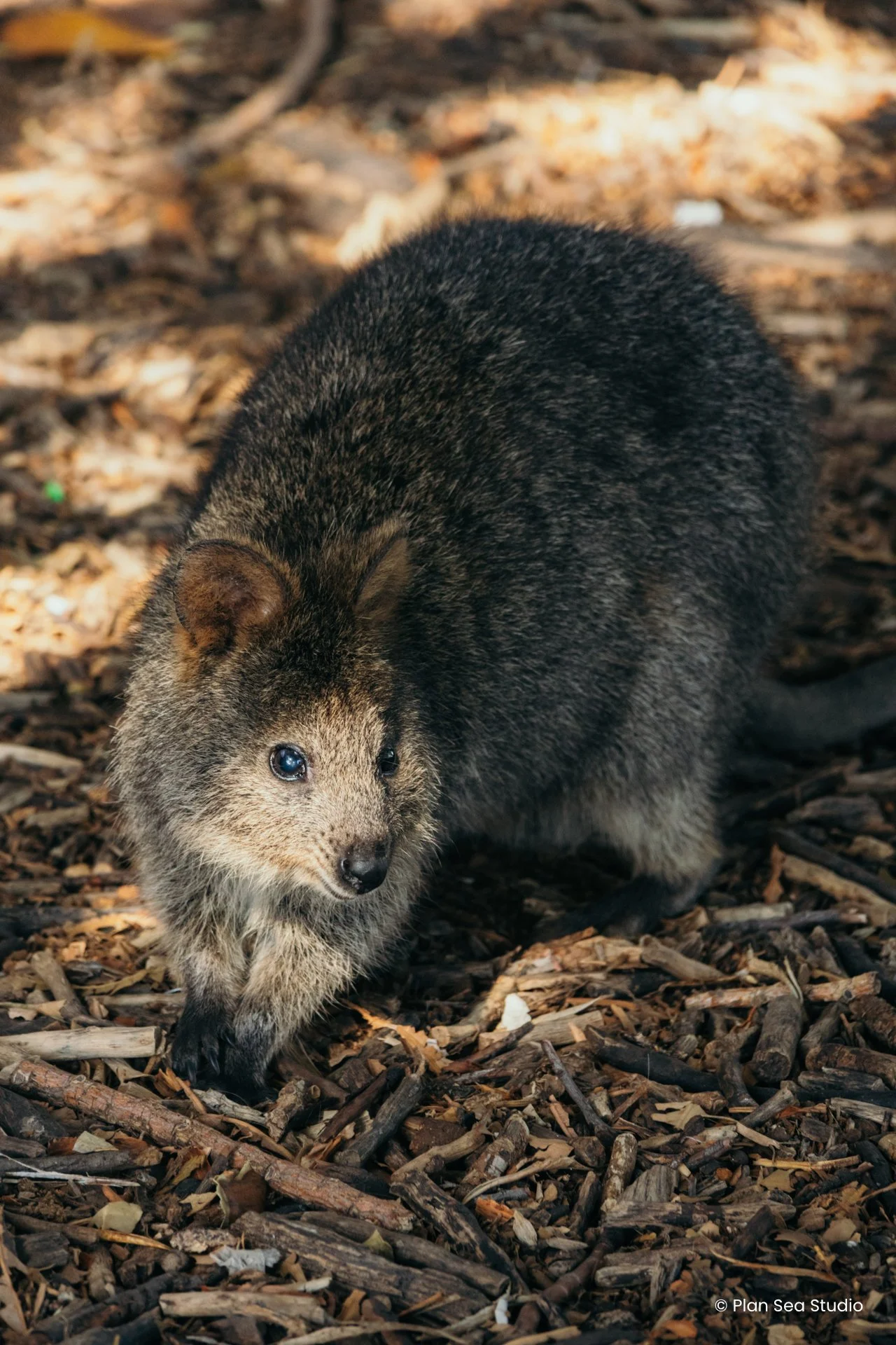 AustraliaPortfolio-8-2.jpg