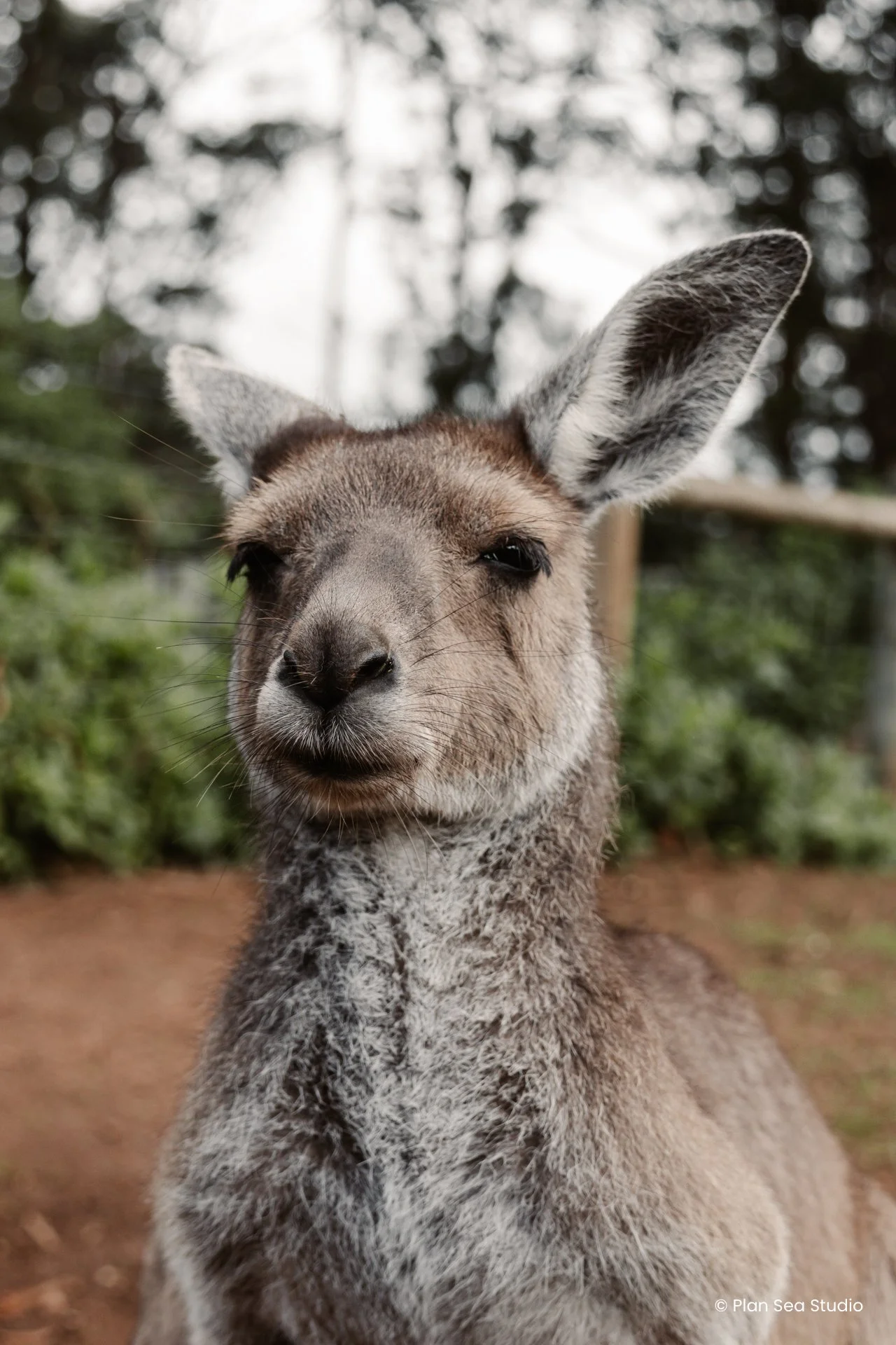 AustraliaPortfolio-5-2.jpg