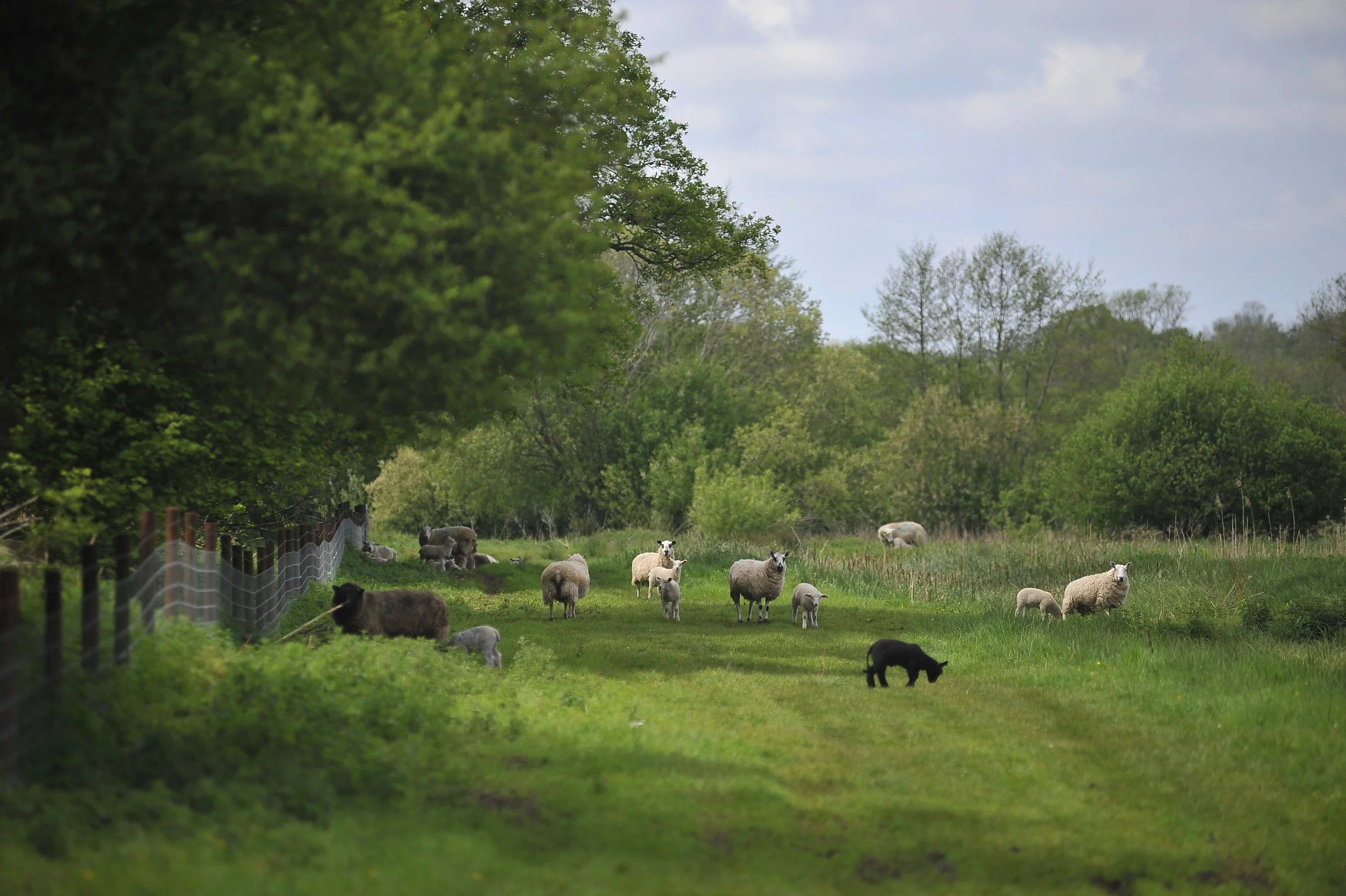 Naunton Meadows Lamb Shoulder