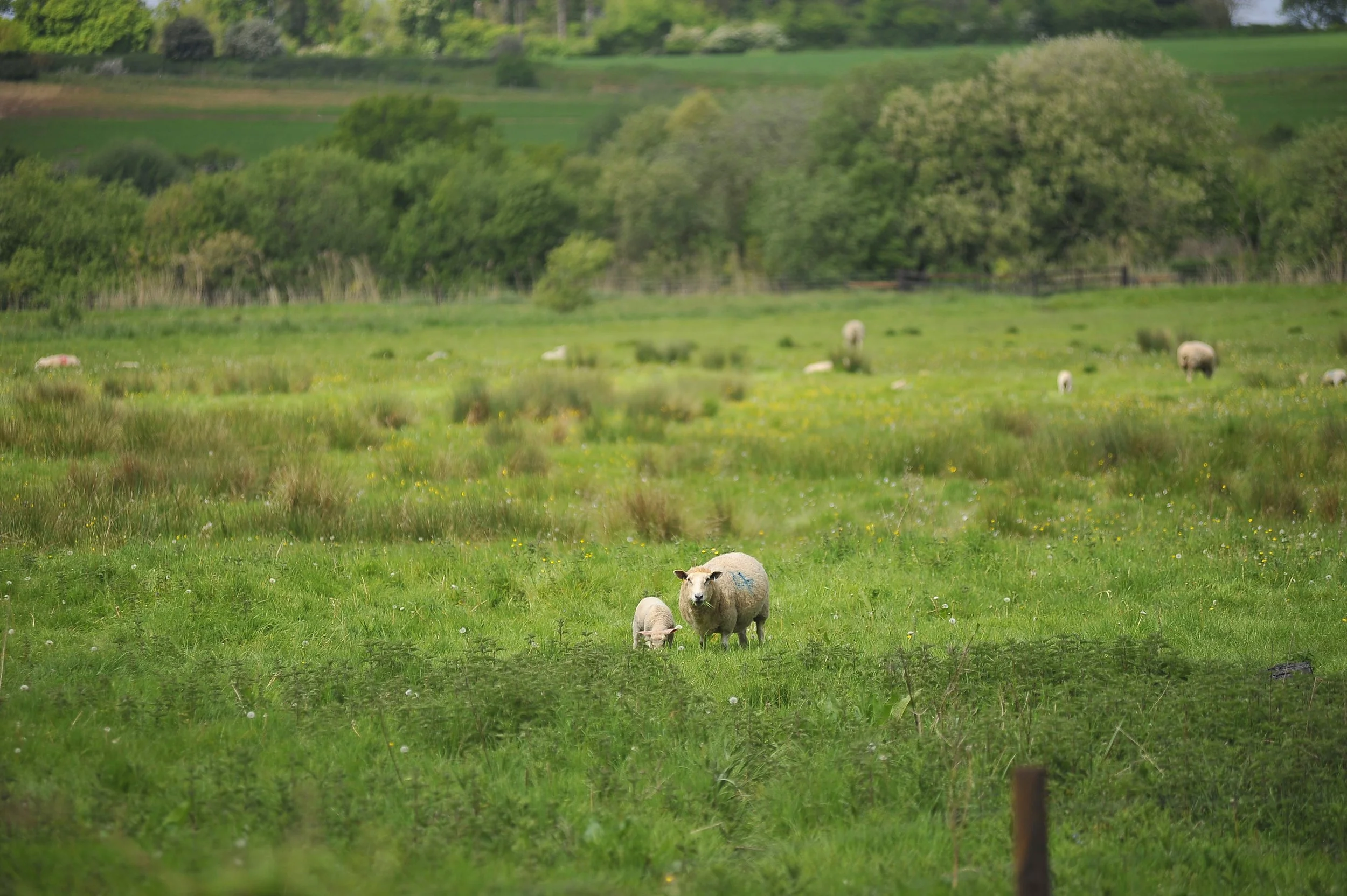 Naunton Meadows Whole Lamb Box