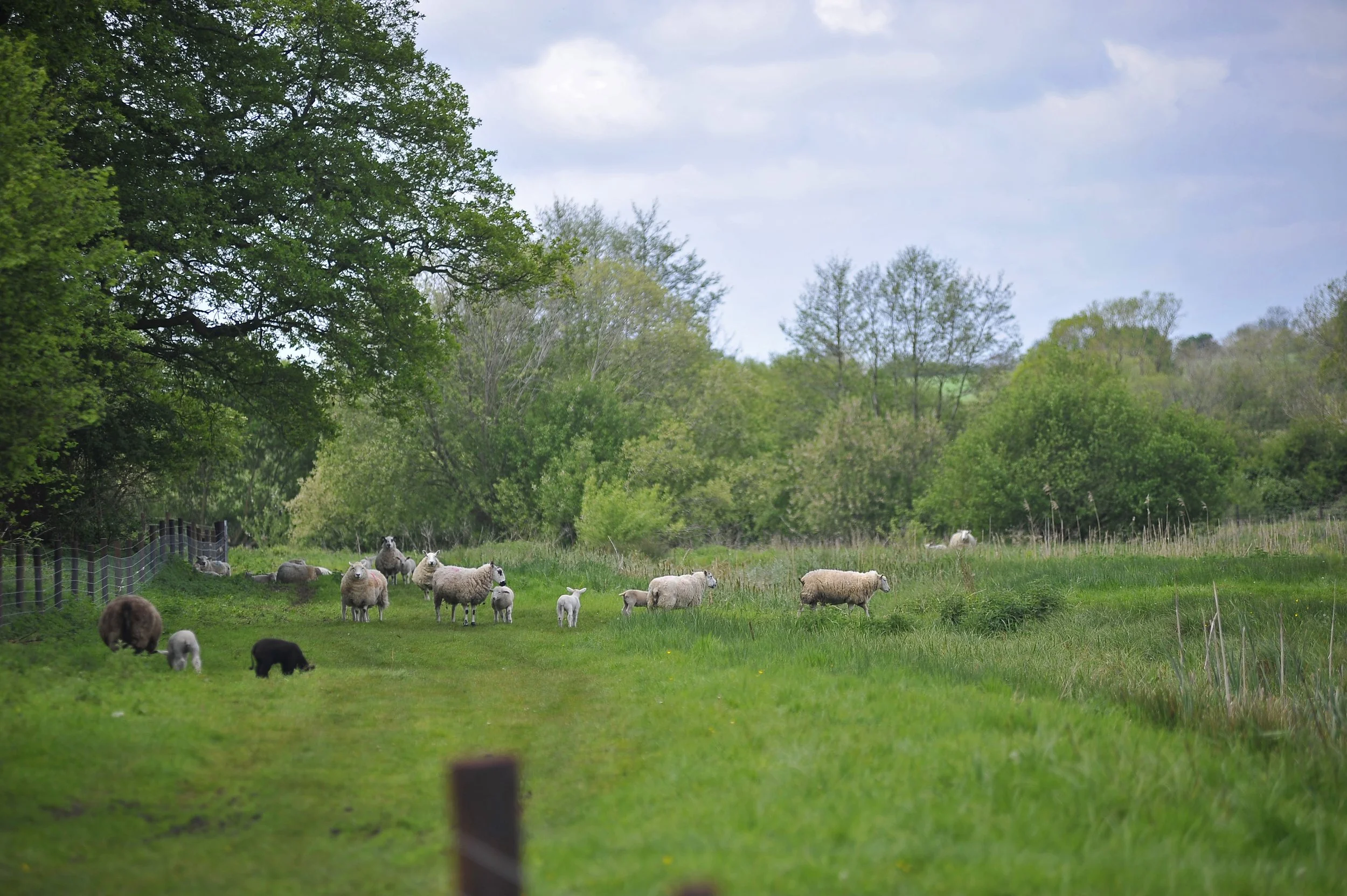 Naunton Meadows Leg of Lamb