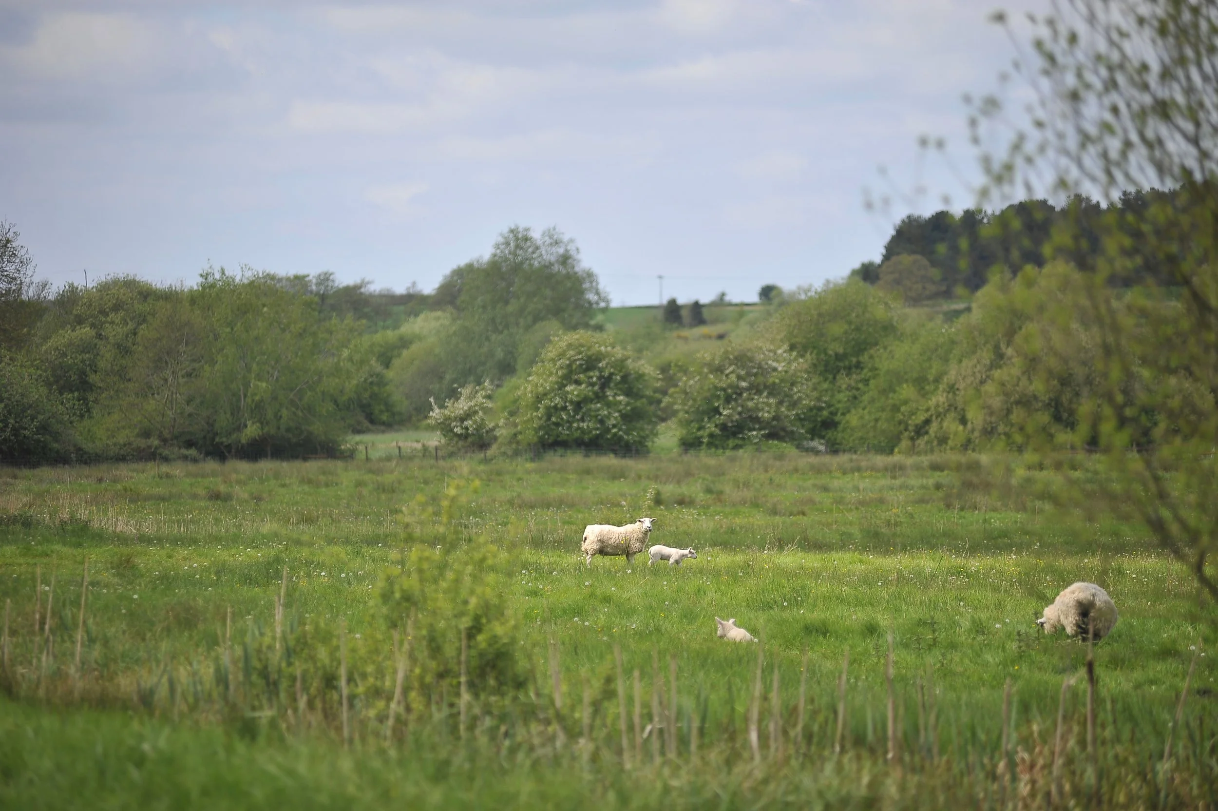 Naunton Meadows Quarter Box