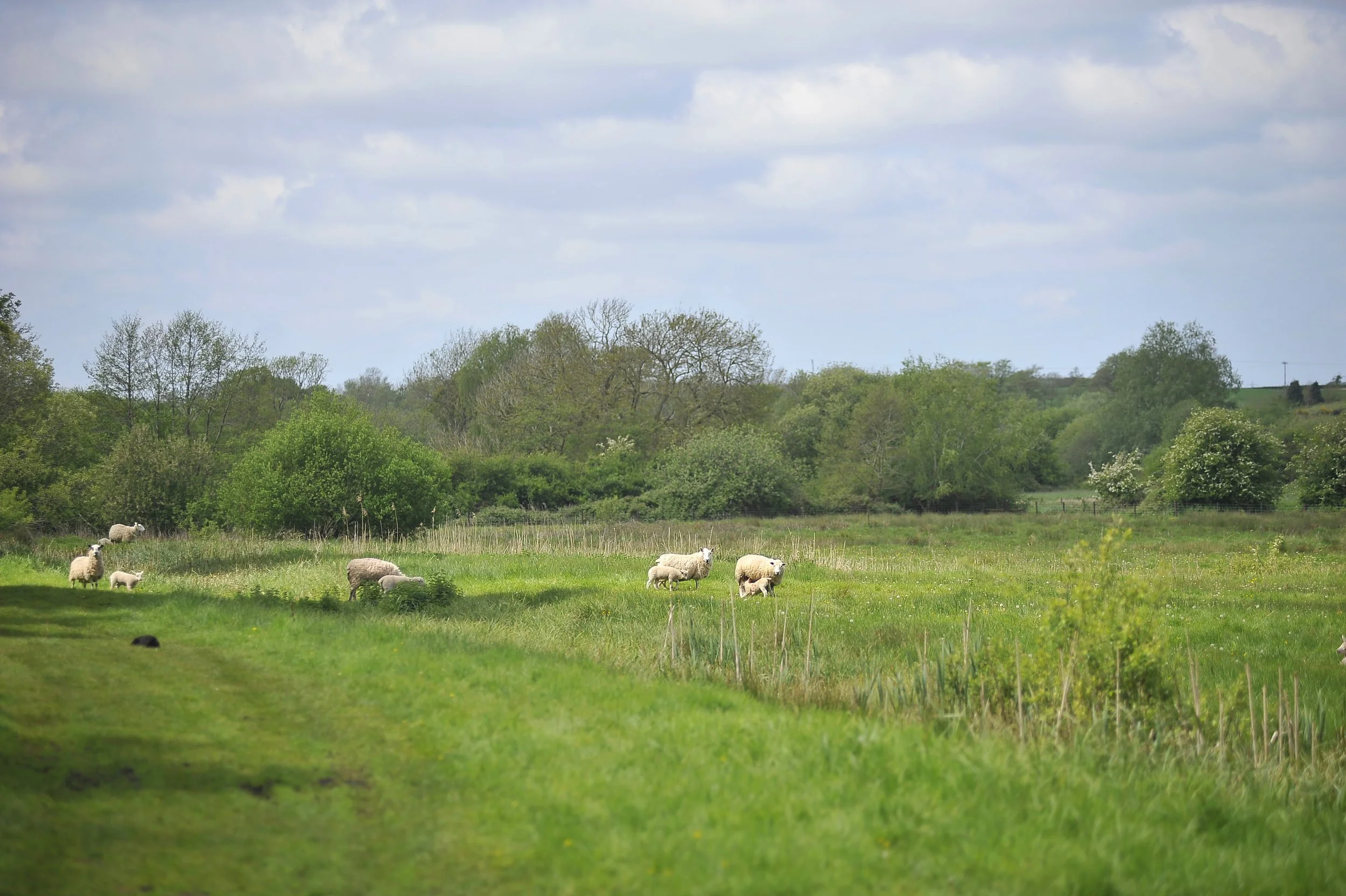 Naunton Meadows Half Lamb Box