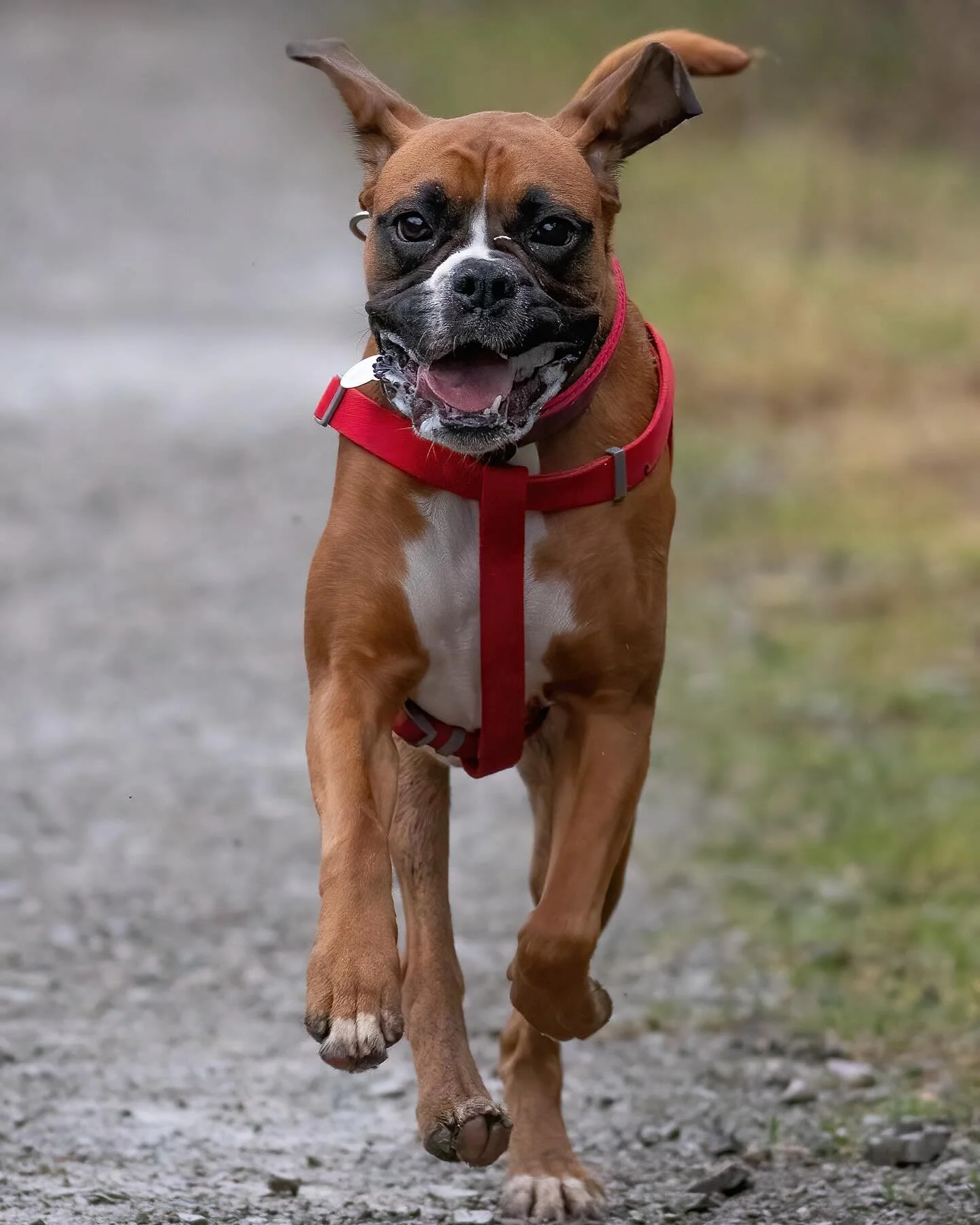 🎉 Exciting Giveaway Alert! 🎉

Meet our joyous four-legged boxer, she&rsquo;s a bundle of happiness, and her bubbly personality is a joy to practice my pet photography on! 

For fellow dog, cat or even miniature pig lovers (aren&rsquo;t they the cut