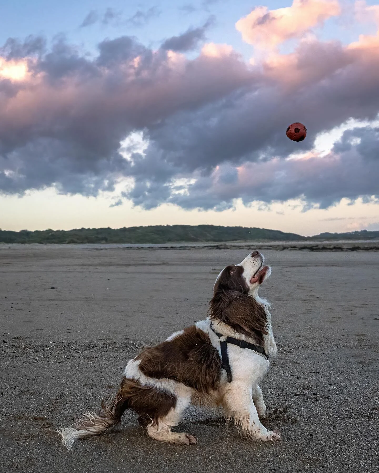 Two of my favourite shots from previous pet shoots.. and subsequently, TWO DAYS LEFT FOR TWO LUCKY WINNERS TO WIN A ONE COMPLIMENTARY PHOTOSHOOT!! Winners will be drawn on Wednesday!!
Get sharing, tagging, commenting and liking! 

#PetPics #FurBabyPh