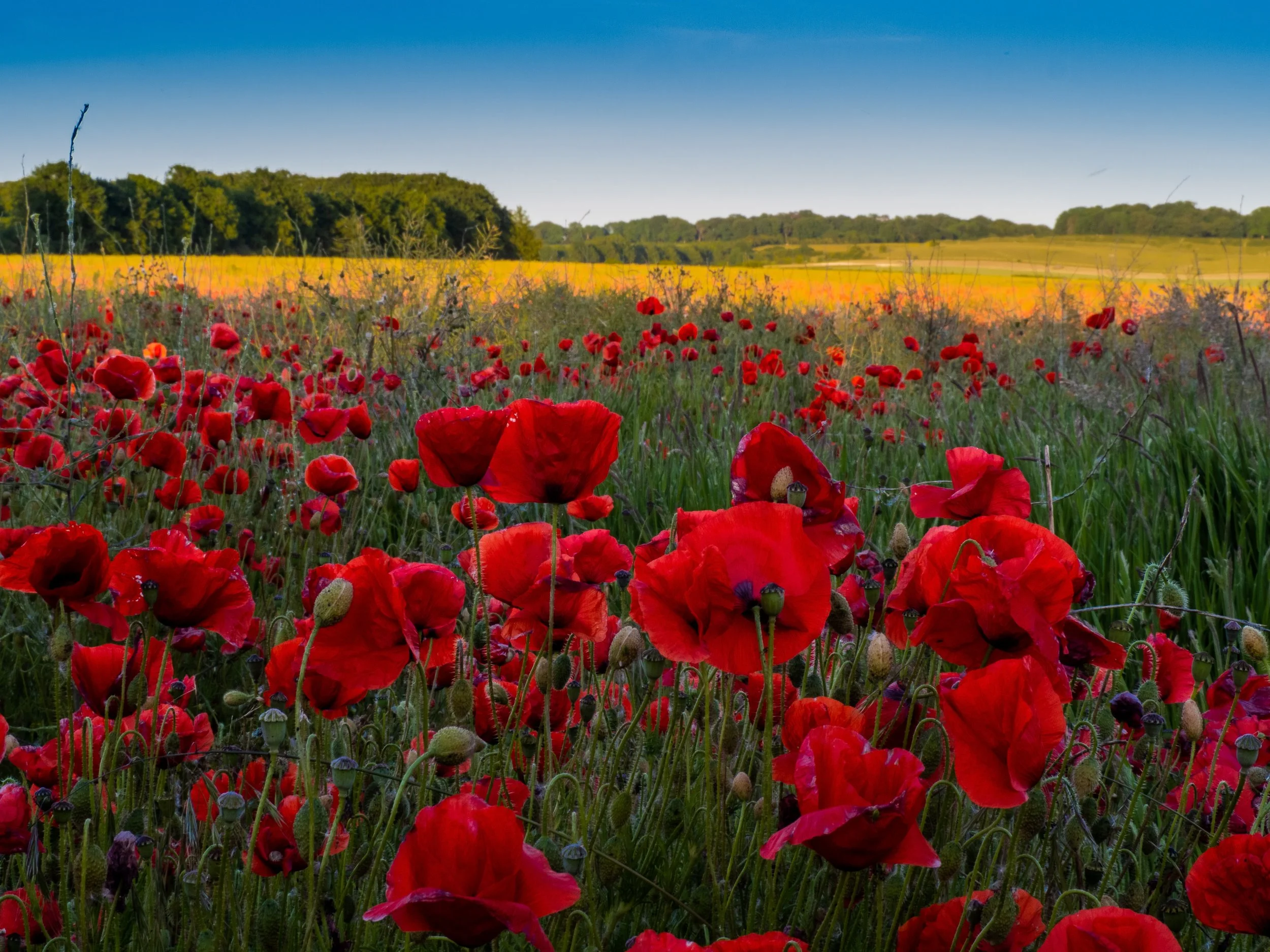 New Zealand Government