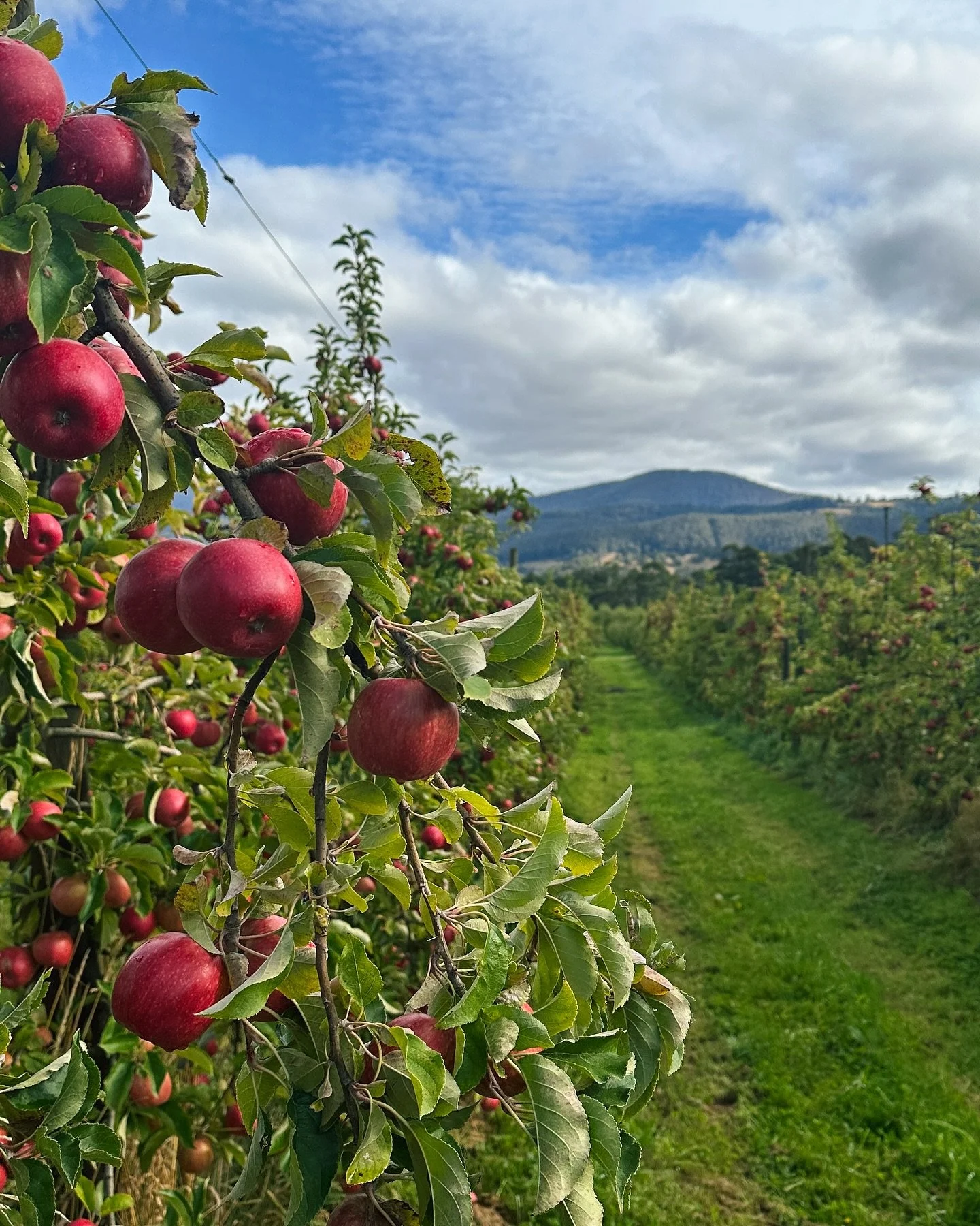Every errand or school drop-off I do now, becomes a produce treasure hunt! 🧄🫑🍅🍏
And why not when there are roadside stalls selling apples for $2/kg, tomatoes for $3/kg, silverbeet at $2.50/bunch&hellip; and it&rsquo;s almost always spray-free 💚 