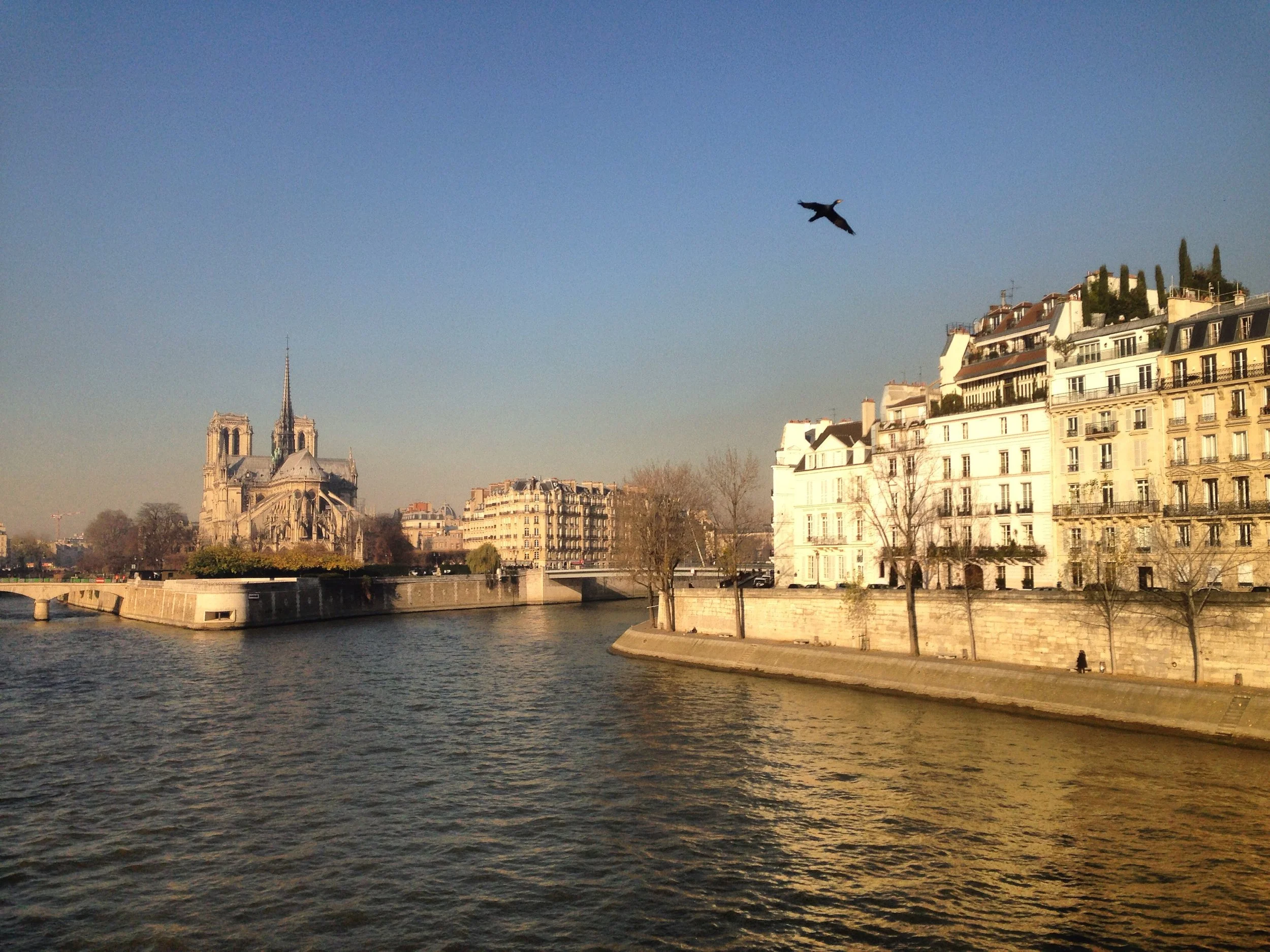View of the Seine River in Paris with Notre-Dame Cathedral in the background and multi-story white buildings along the riverbank, a bird flying in the sky.