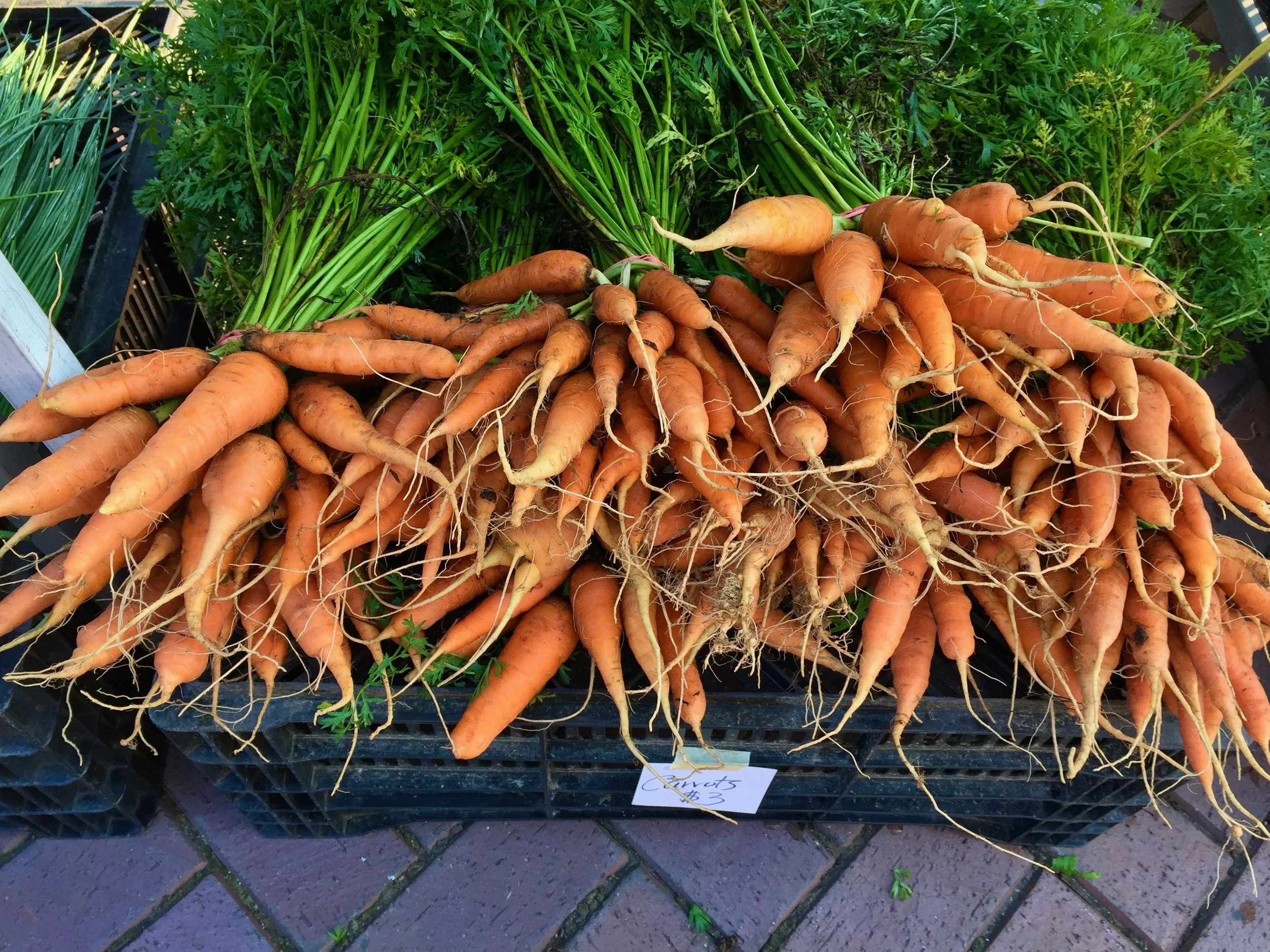 carrots.jpeg
