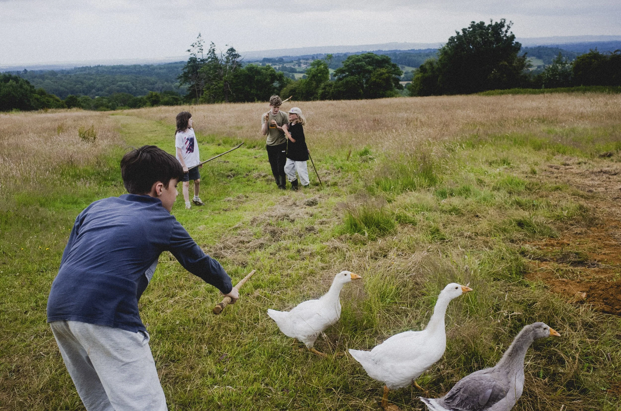 Children in a field with geese