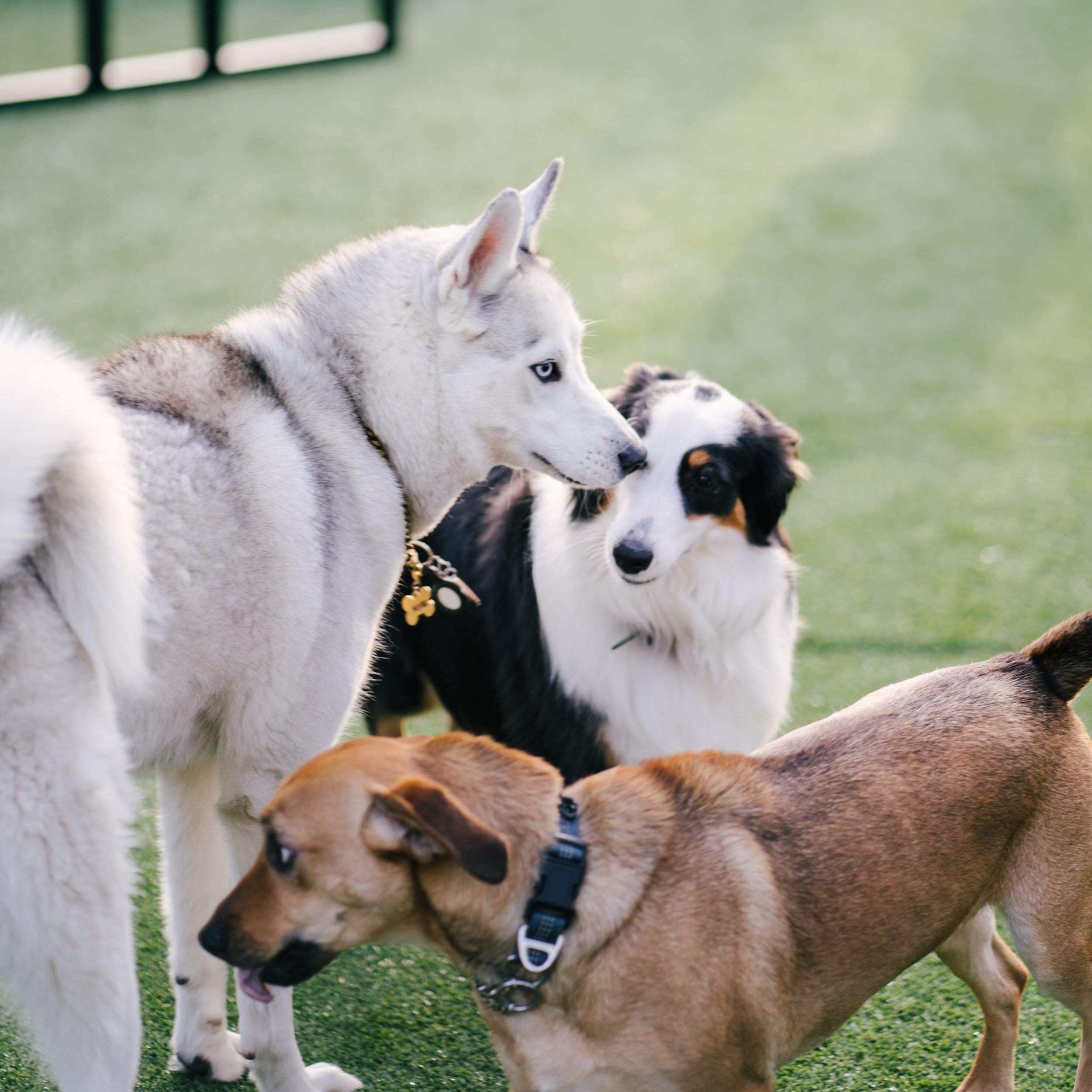 The Dogs of Instagram Took Over Pup Social—and It Was a Vibe!