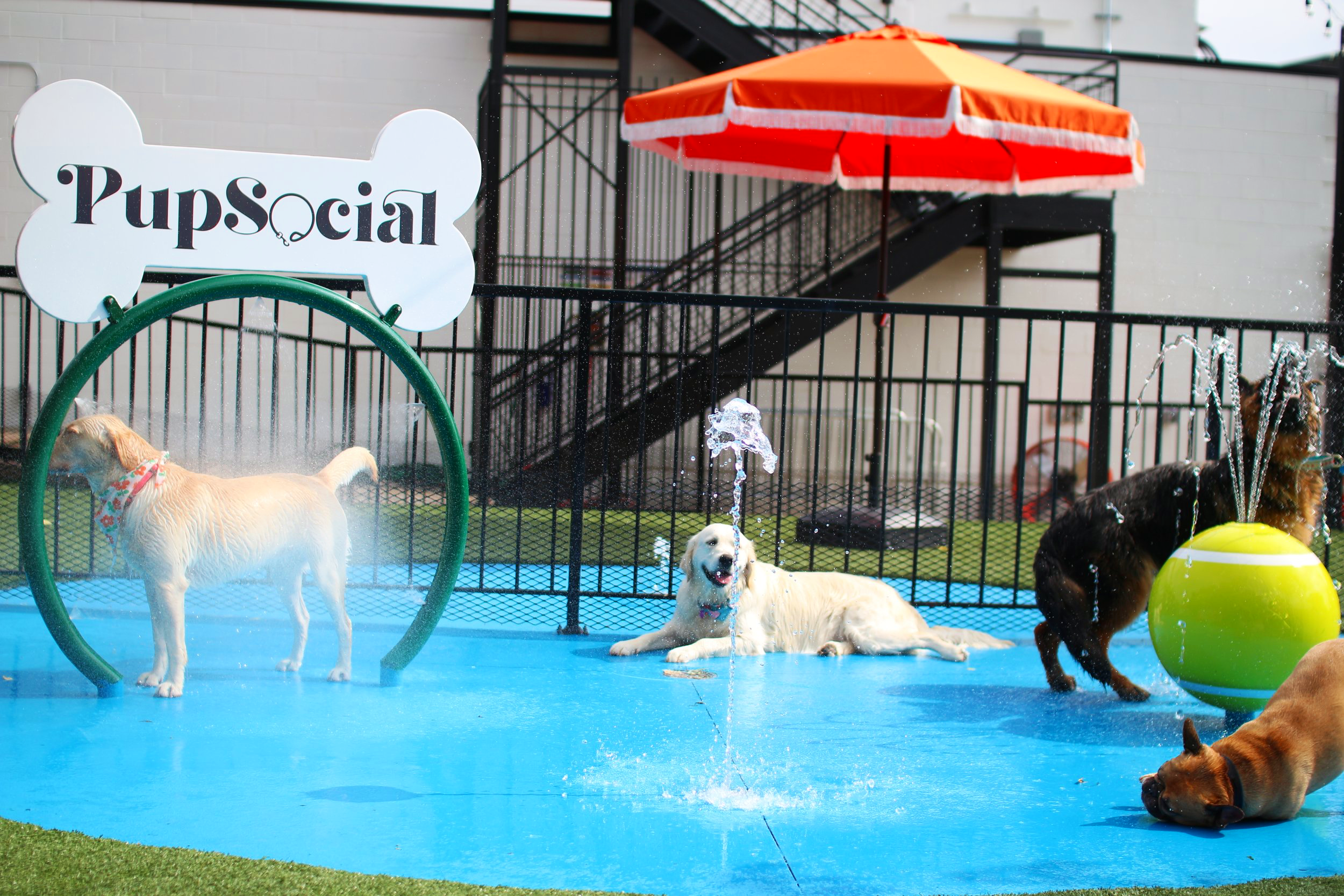 Dogs Playing at Pup Social Splashpad