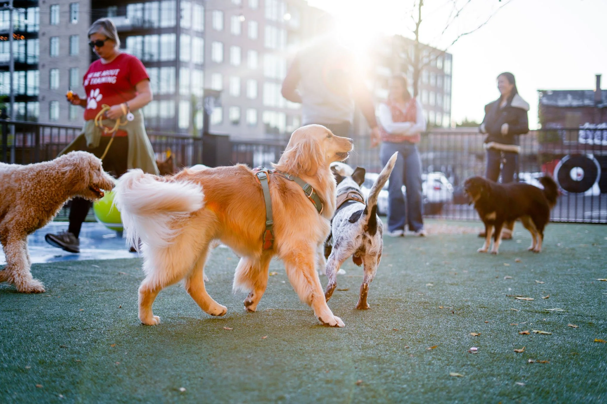 A New Era of Canine Social Spaces