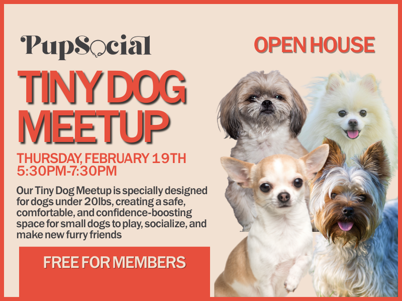 Tiny Dog Meetup