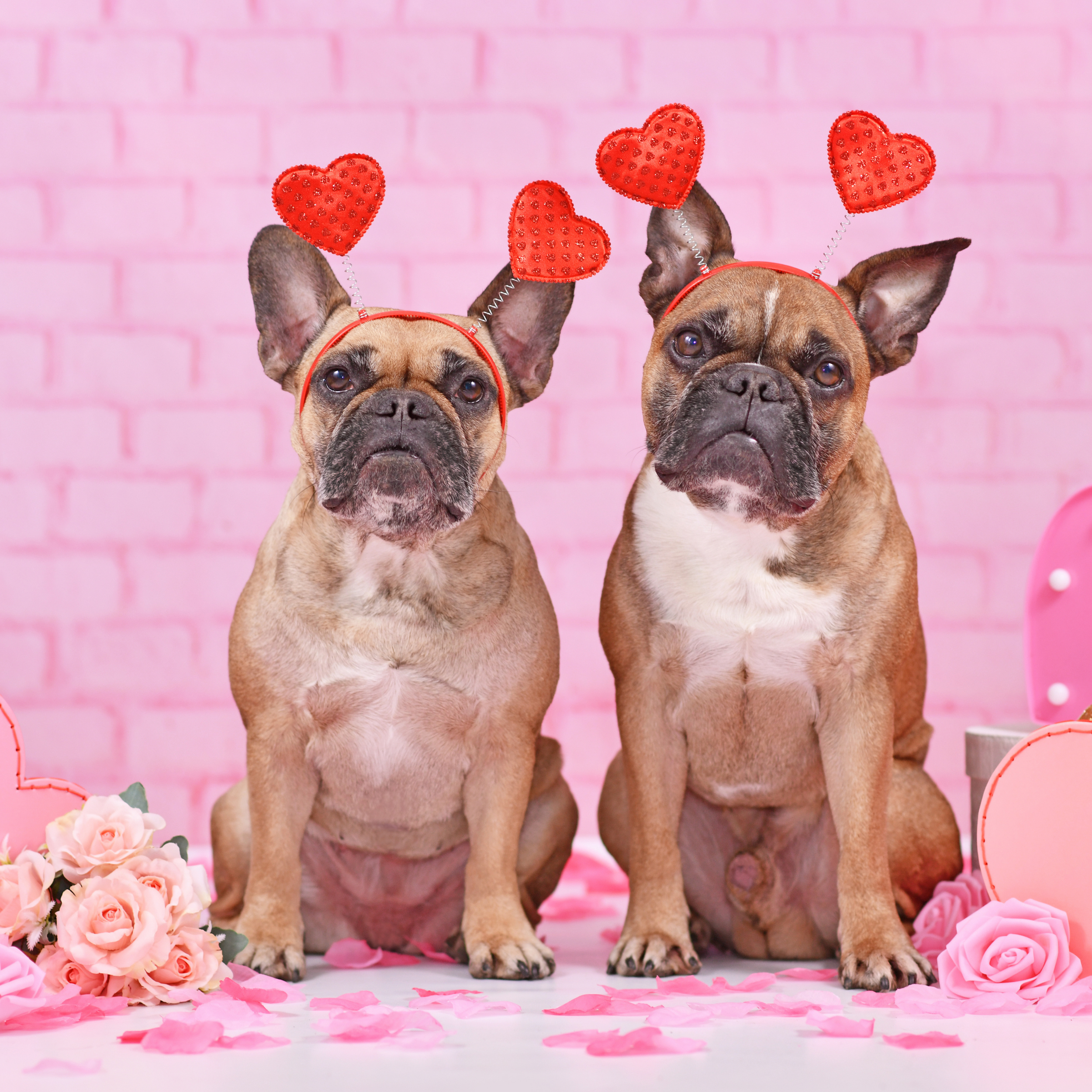 A Guide to Chicago Dog Events This February 2026