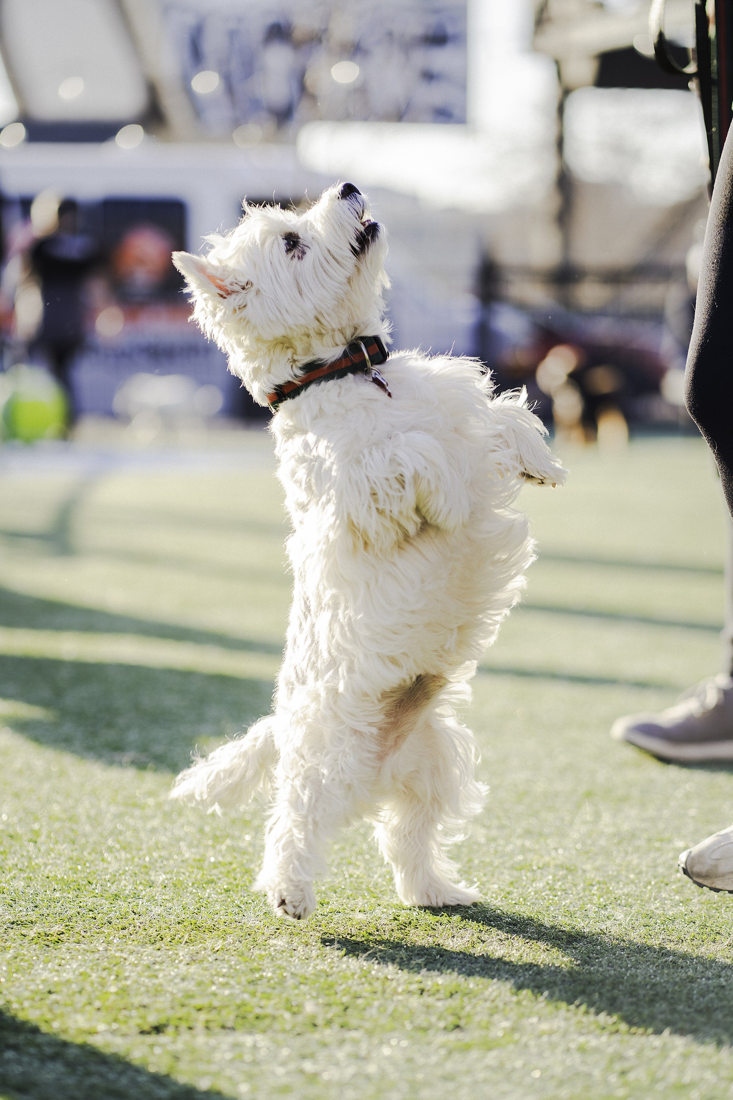 Tiny Dog Meetup at Pup Social Is Now a Recurring Event!