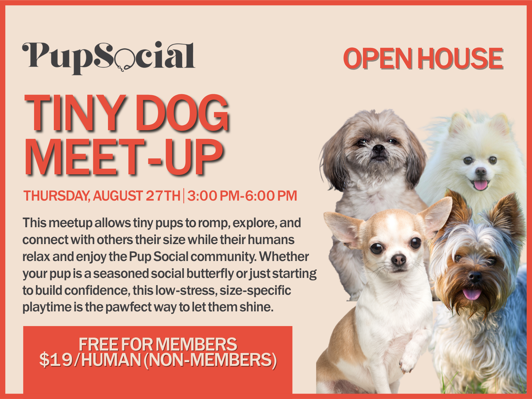 Tiny Dog Meet-up