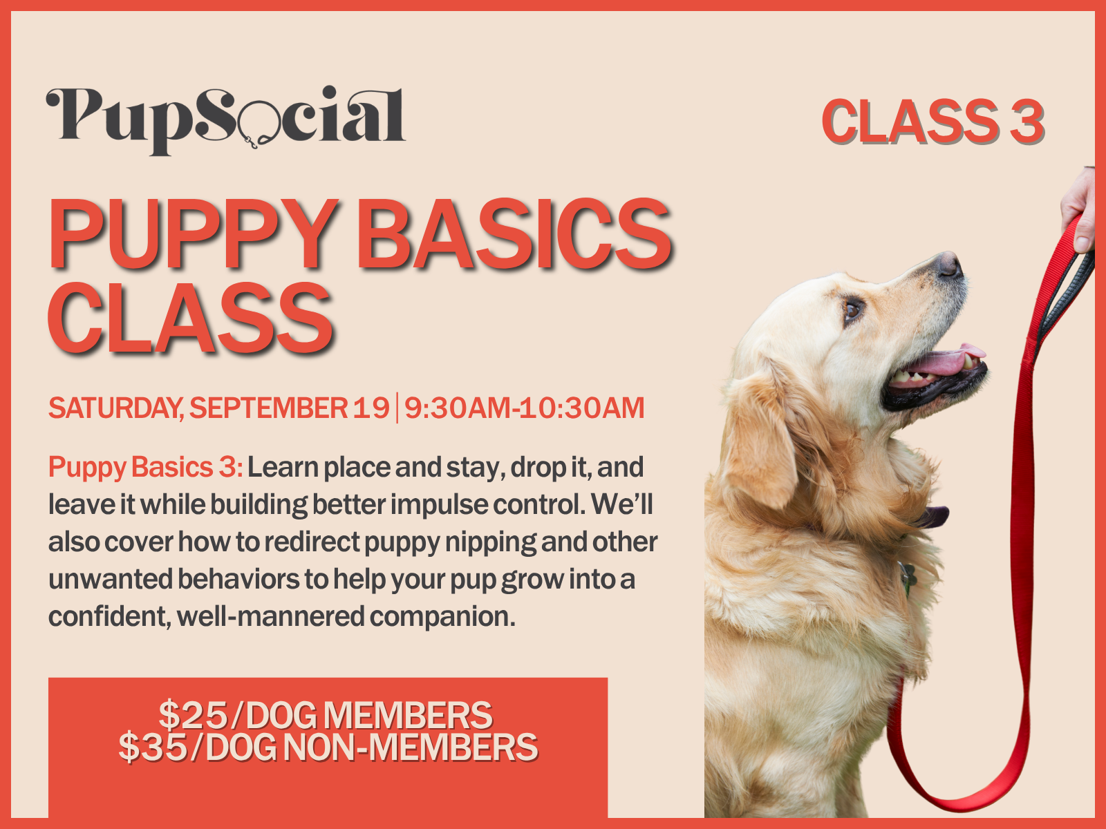 Puppy Basics Class 3