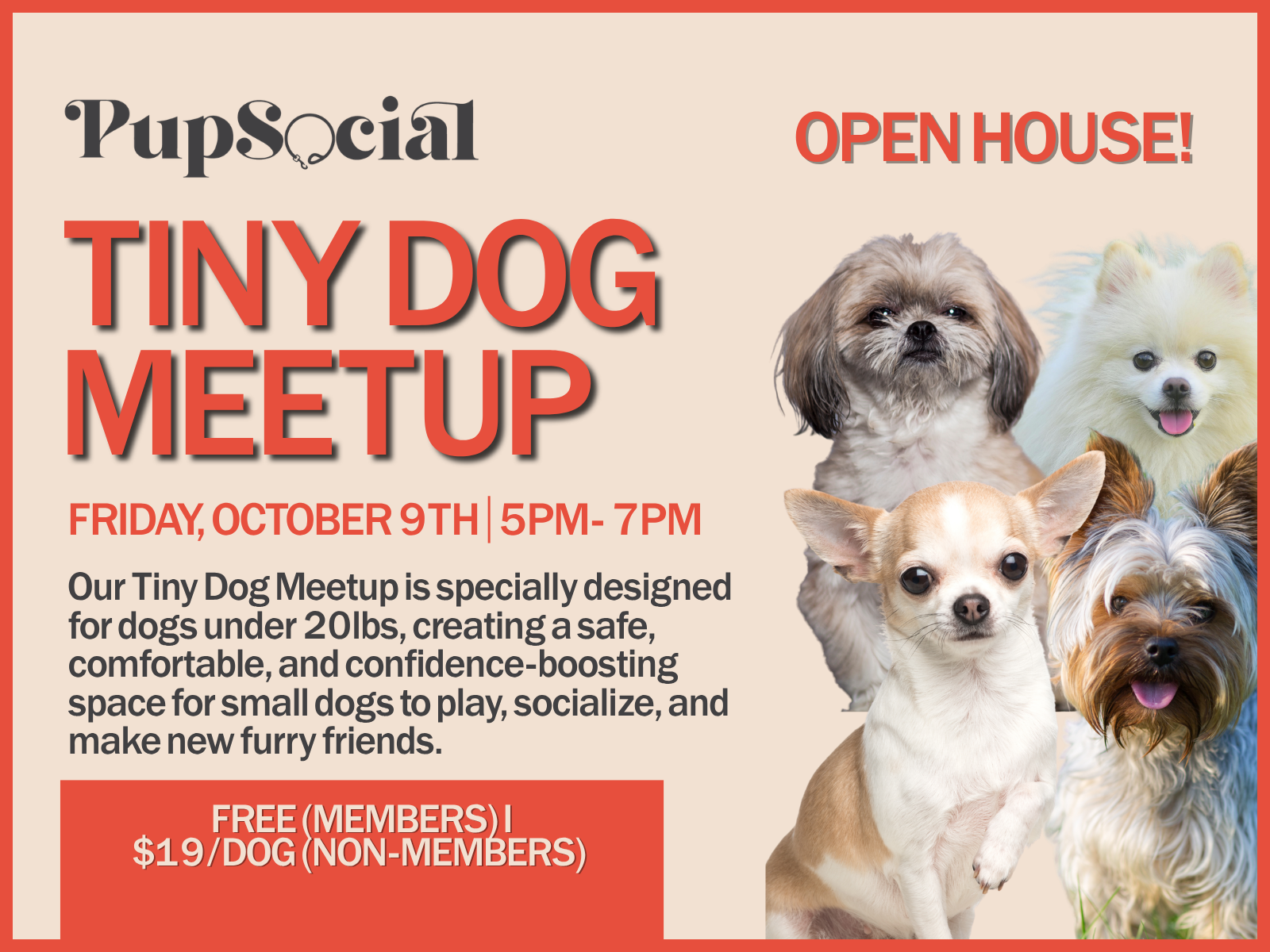 Tiny Dog Meet-up