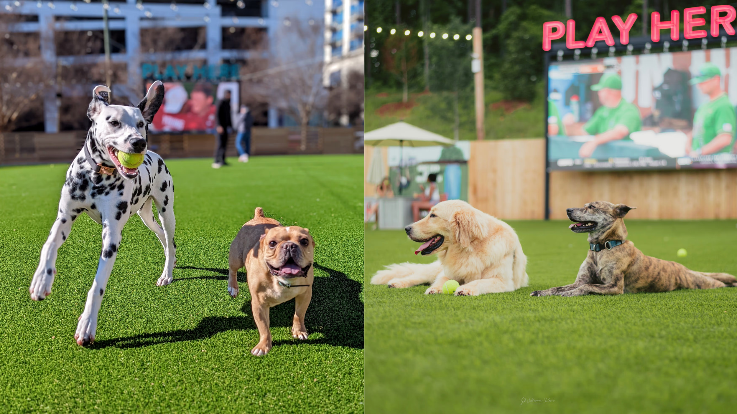 Two dogs run across open turf at Fetch Park during playtime.