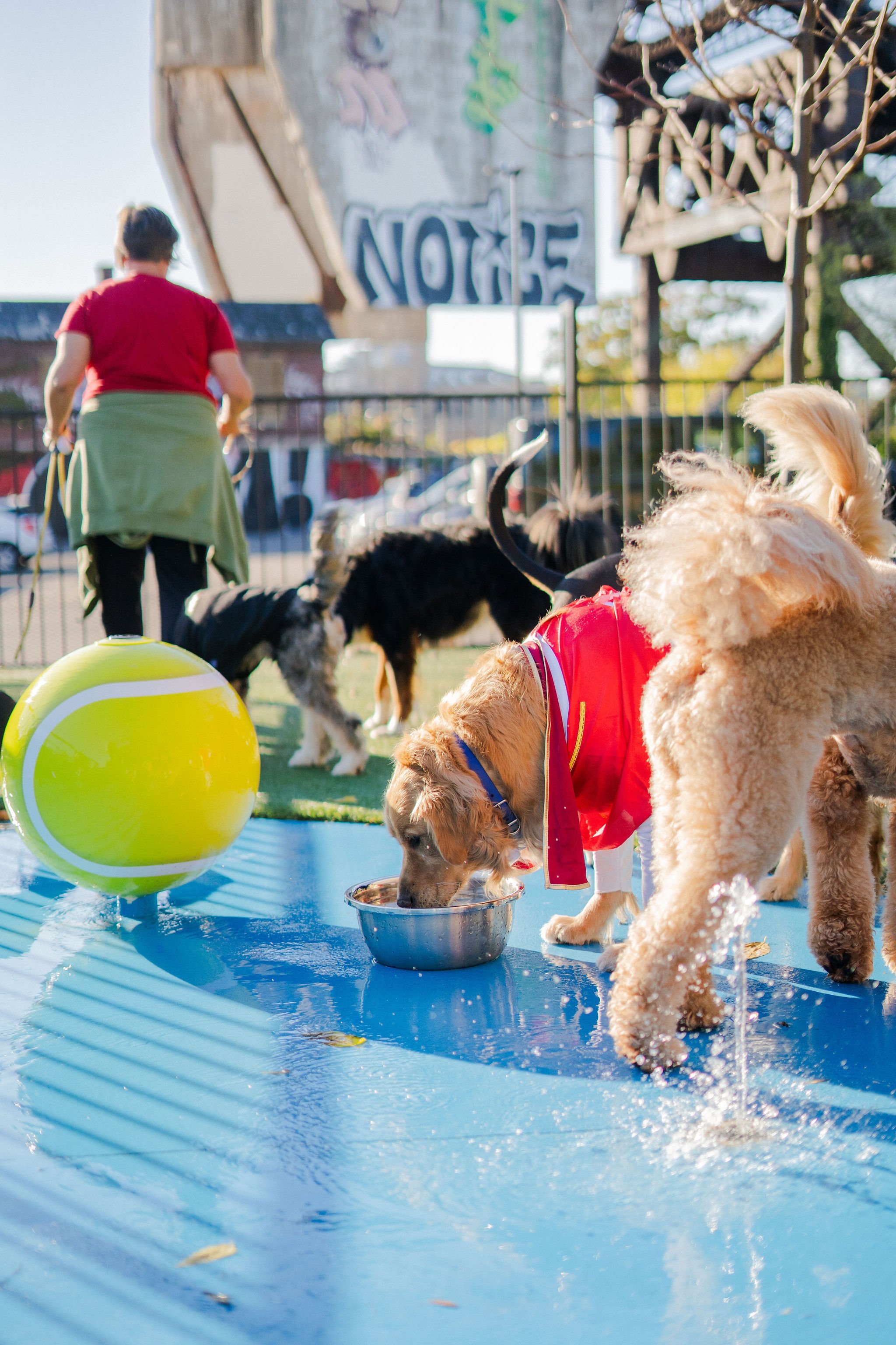 Dogs drink and play at Pup Social’s supervised outdoor splash pad area.