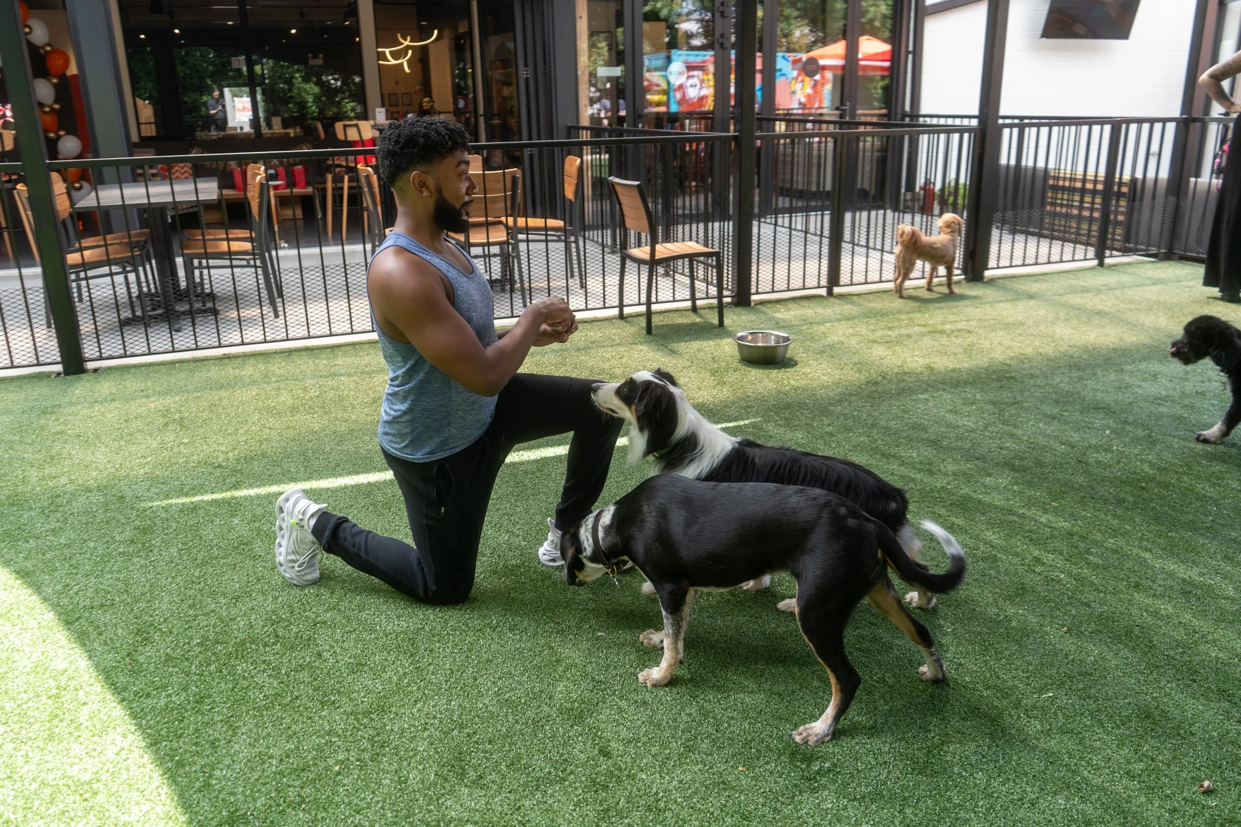A man kneeling on one knee on artificial grass, holding a treat in his hands, with three dogs gathered around him. In the background, there are additional dogs and outdoor seating at a patio of a restaurant or cafe.