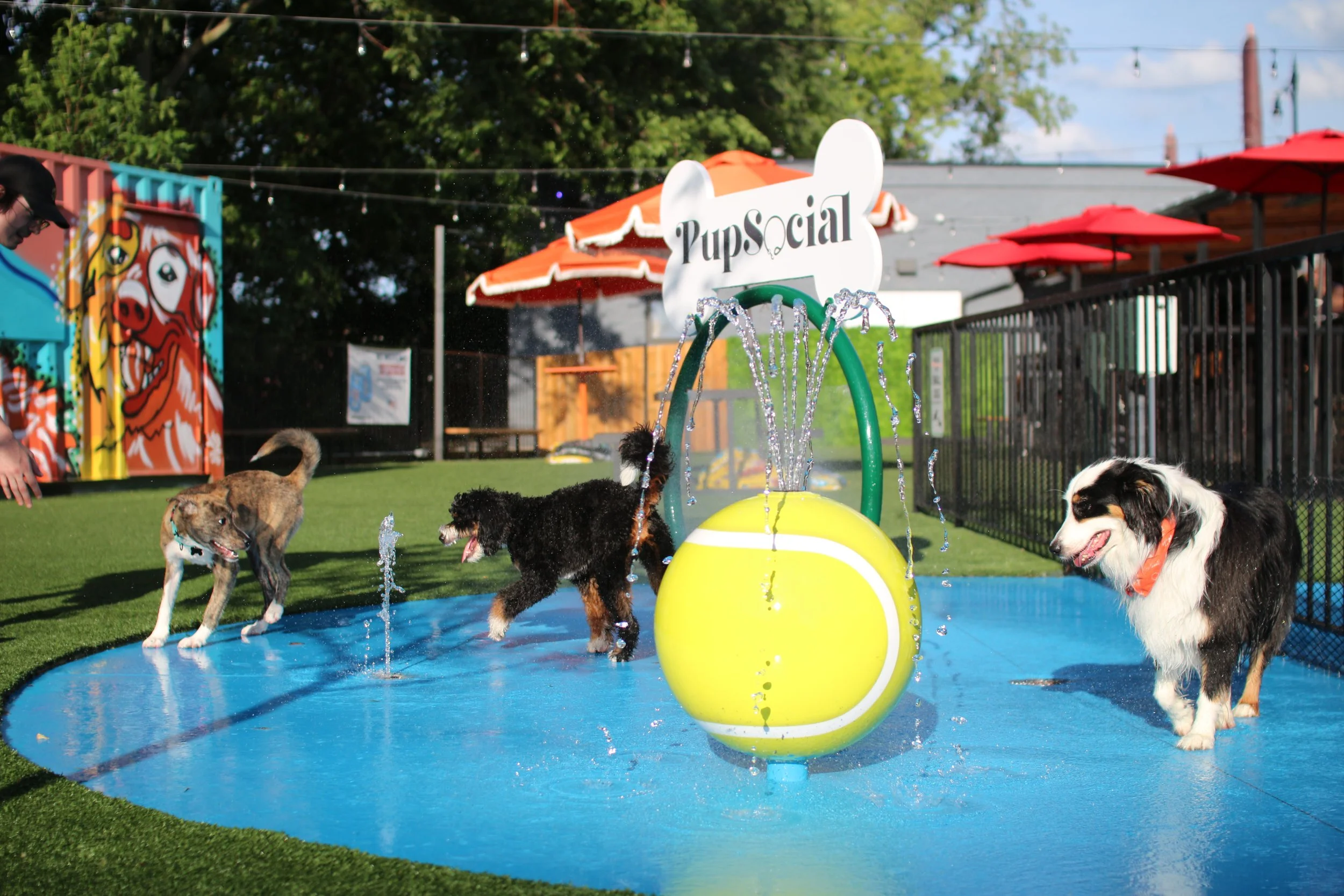 Pup School Doggy Daycare Chicago.JPG