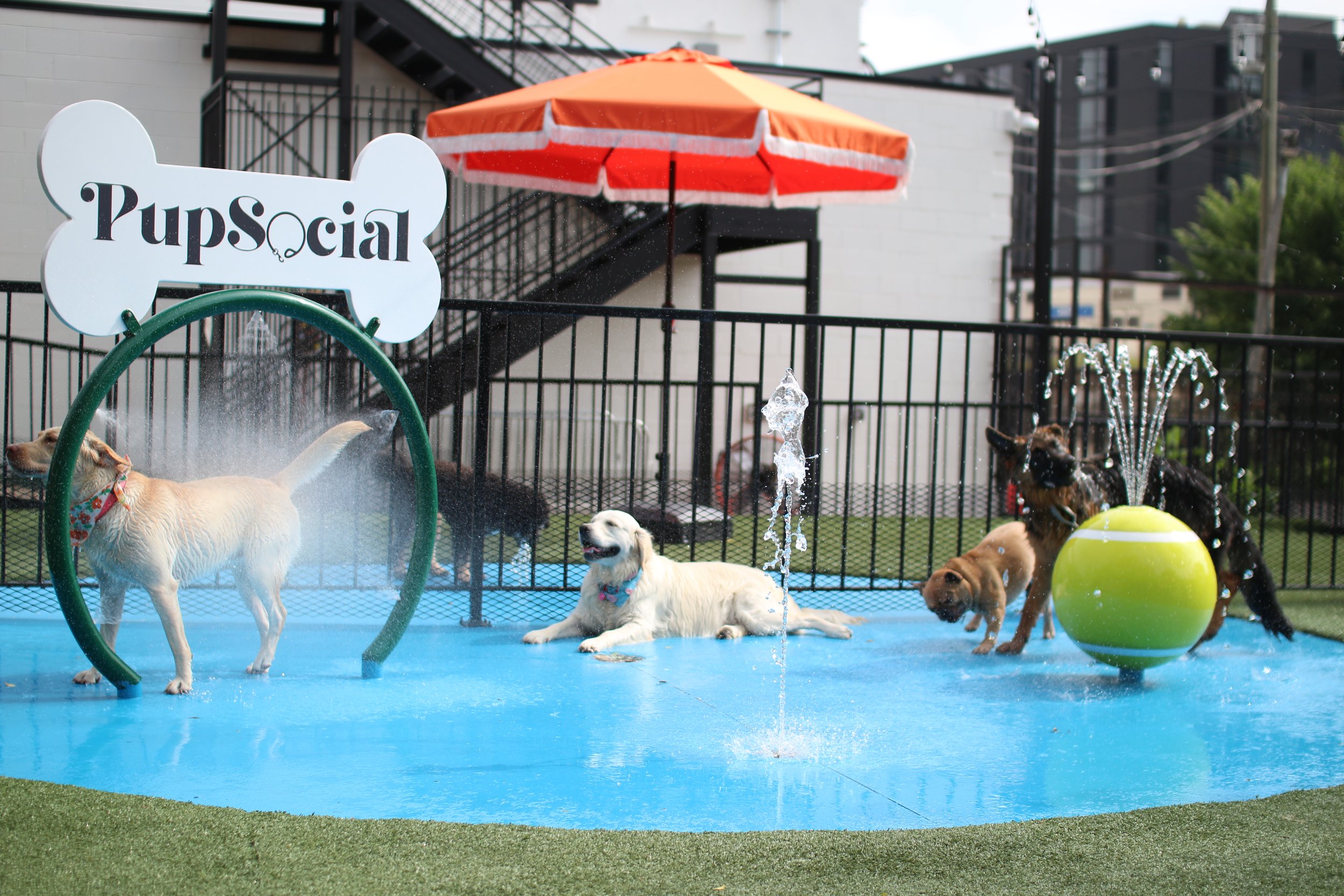 Dogs playing in a small outdoor water play area with a sign that says 'PupSocial,' a large yellow tennis ball, a water fountain, and a red-and-white umbrella in the background.