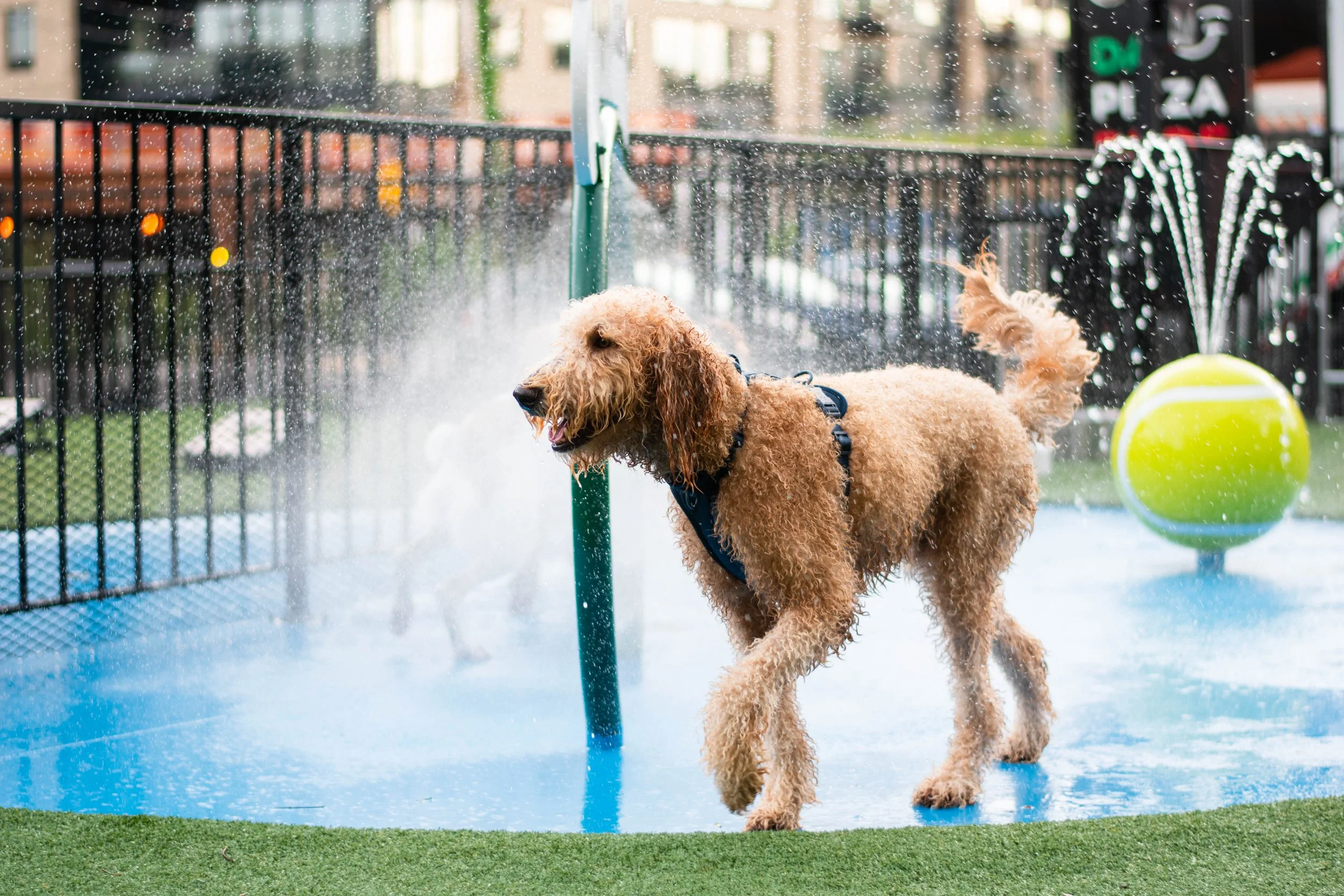 A curly-coated dog, possibly a poodle mix, playing in a splash pad with water spraying from a fountain. The dog wears a harness and is near a large yellow tennis ball on a blue surface with artificial grass around it.