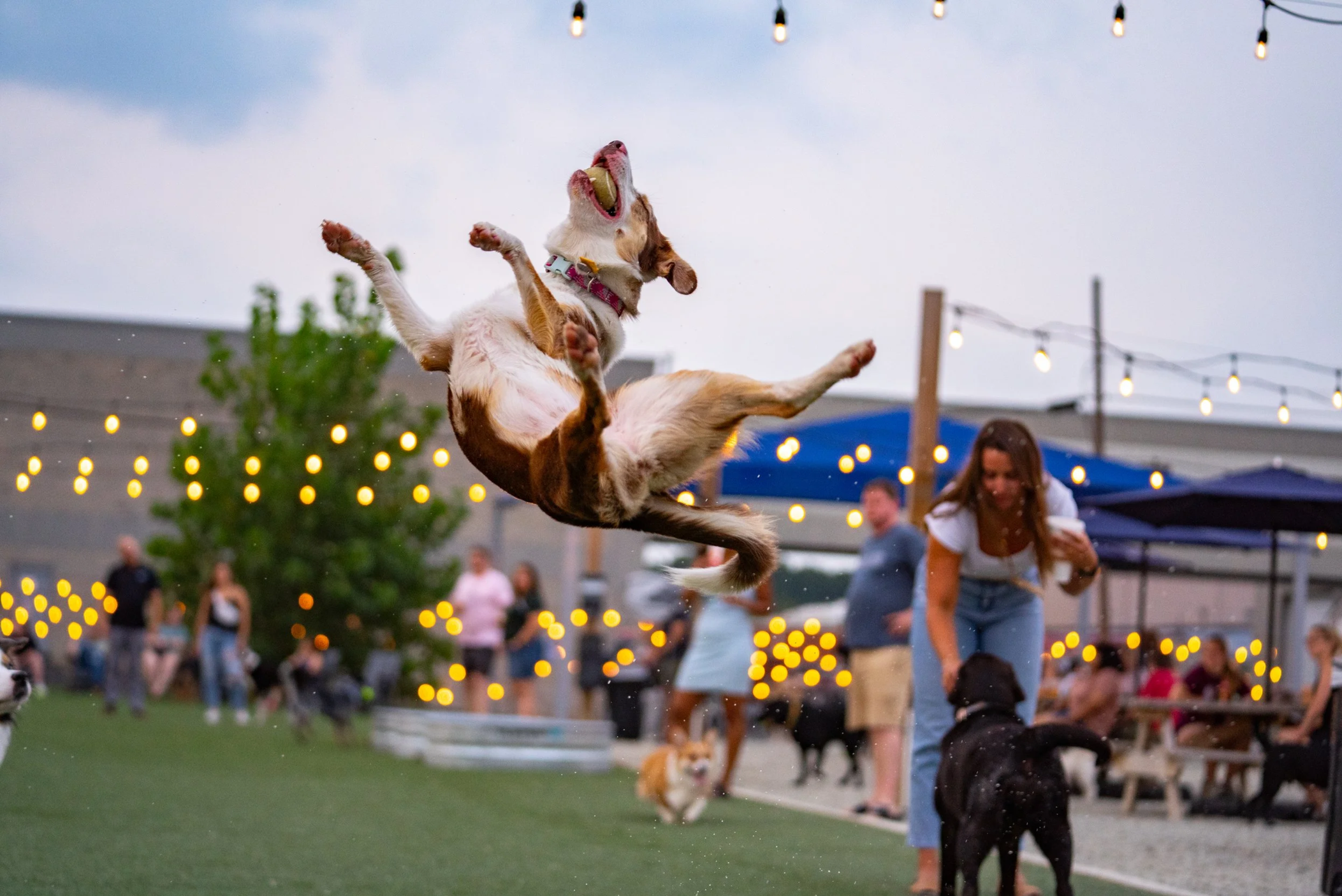 A dog leaps high in the air to catch a ball at Ruff Canine Club while owners and other dogs watch in the background.