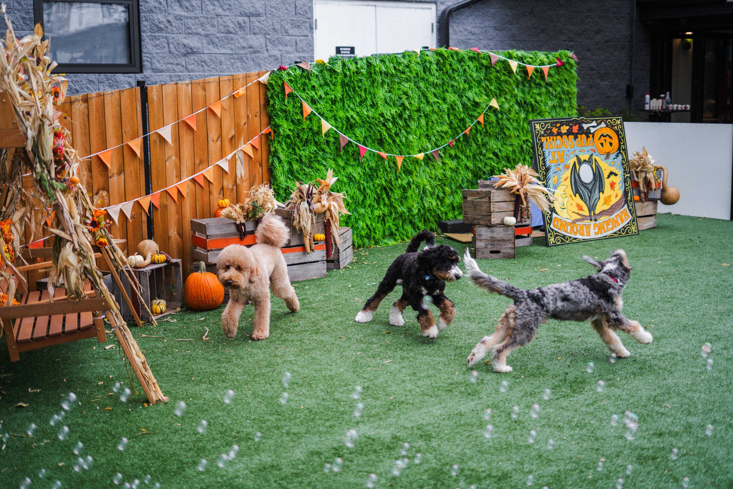 Three dogs playing outdoors in a decorated off leash dog park with pumpkins, corn stalks, and a Halloween-themed sign.
