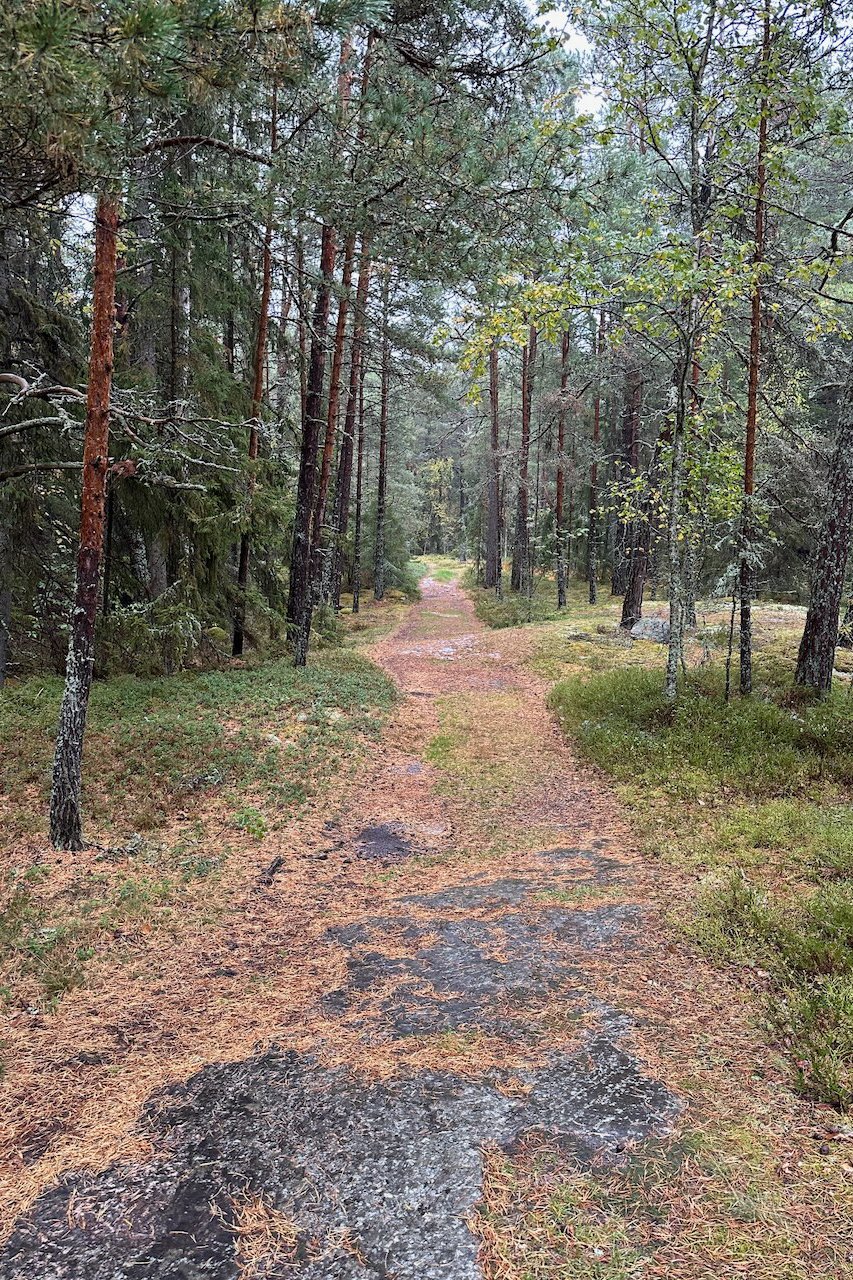 winroth arkitekter, tallskog, östra lagnö, skog, fritidshus, materialitet, träpanel