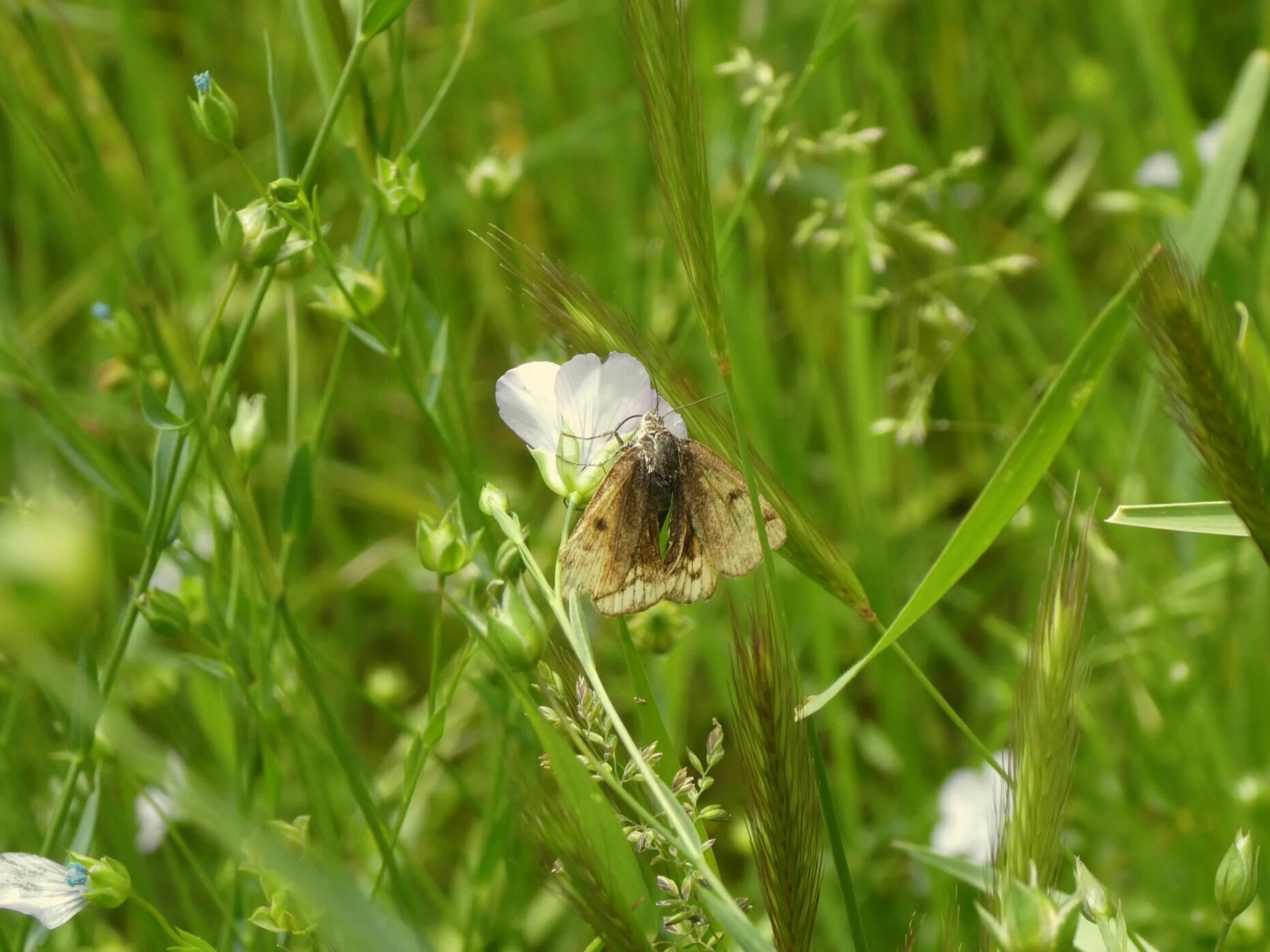 Papillon de nuit, Marais d'Arcins au Parc Naturel Régional Médoc, le 19/05/2021