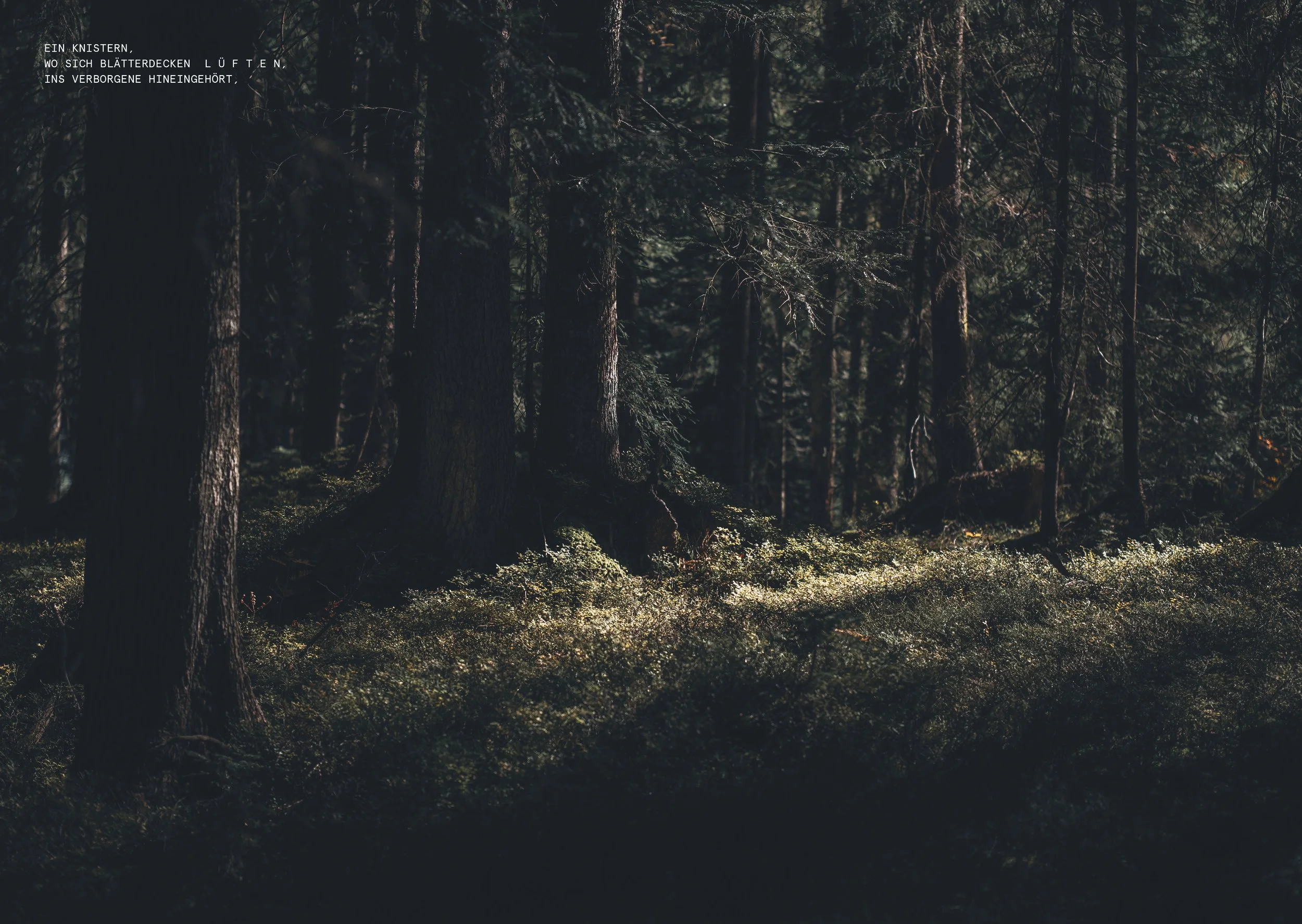 DLE_Imagebroschüre_WALD_A5_Ansicht12.jpg