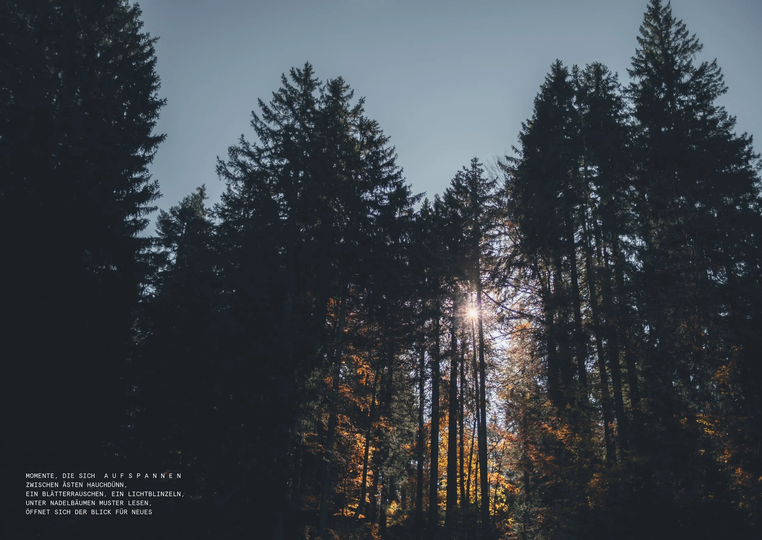 DLE_Imagebroschüre_WALD_A5_Ansicht6.jpg