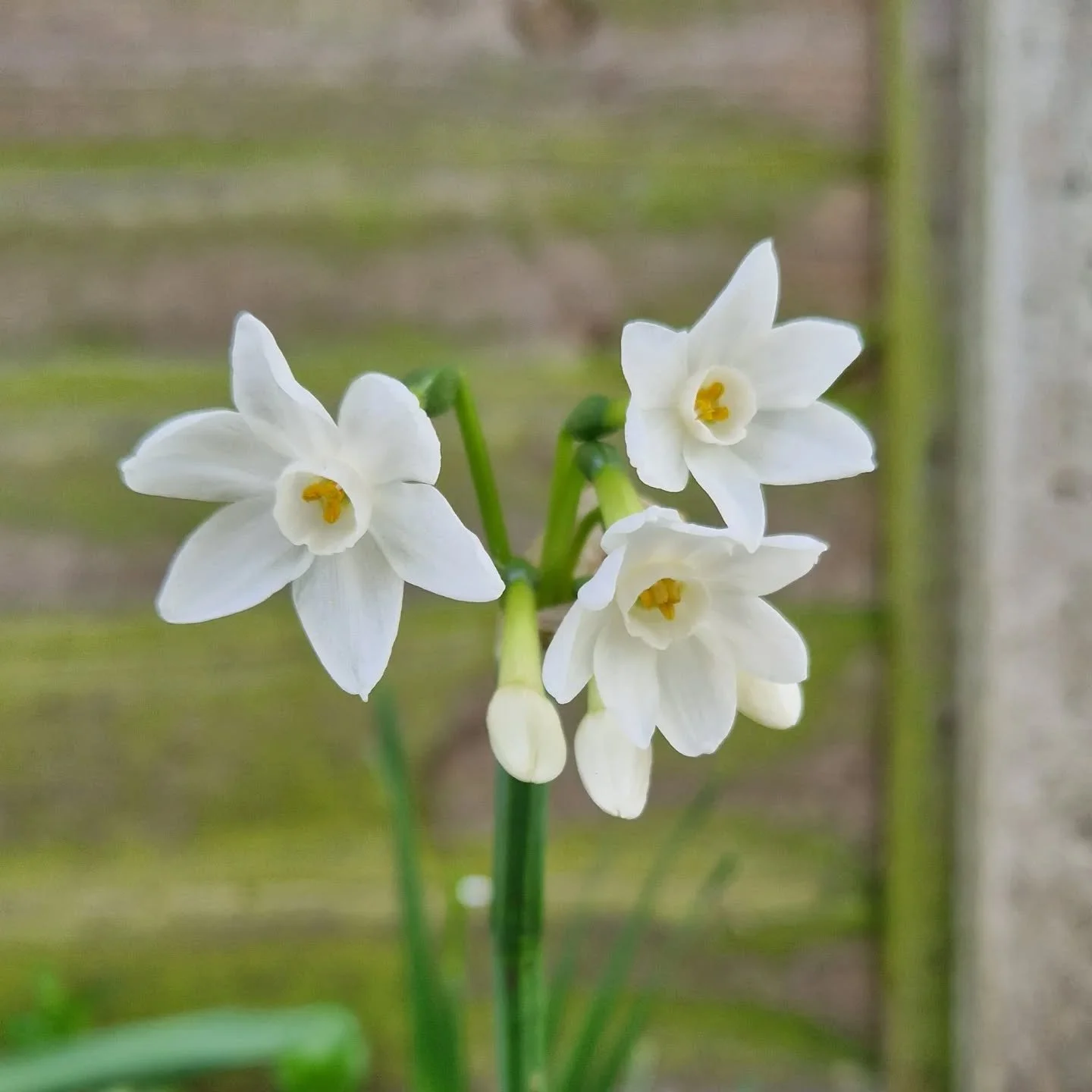 It's coming you know, the sunshine, the milder temperatures, the warm breeze. 

I love to do a lap of my garden to give me a break from my computer and today I did my first lap for 2026, gosh it felt good! 

The buds are budding, the spring flowers a