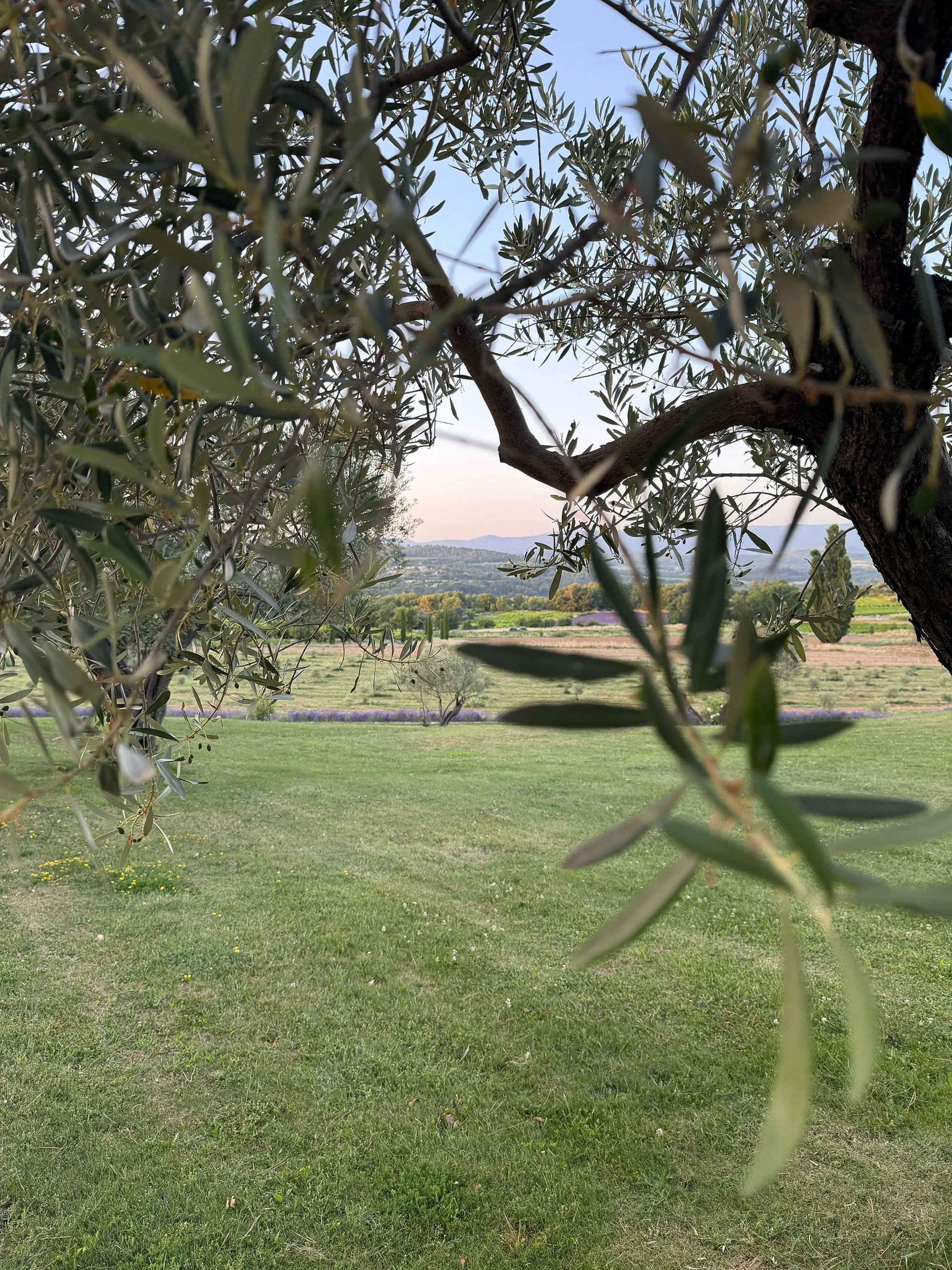View through the branches of an olive tree, looking at a green grassy field and distant hills under a partly cloudy sky.